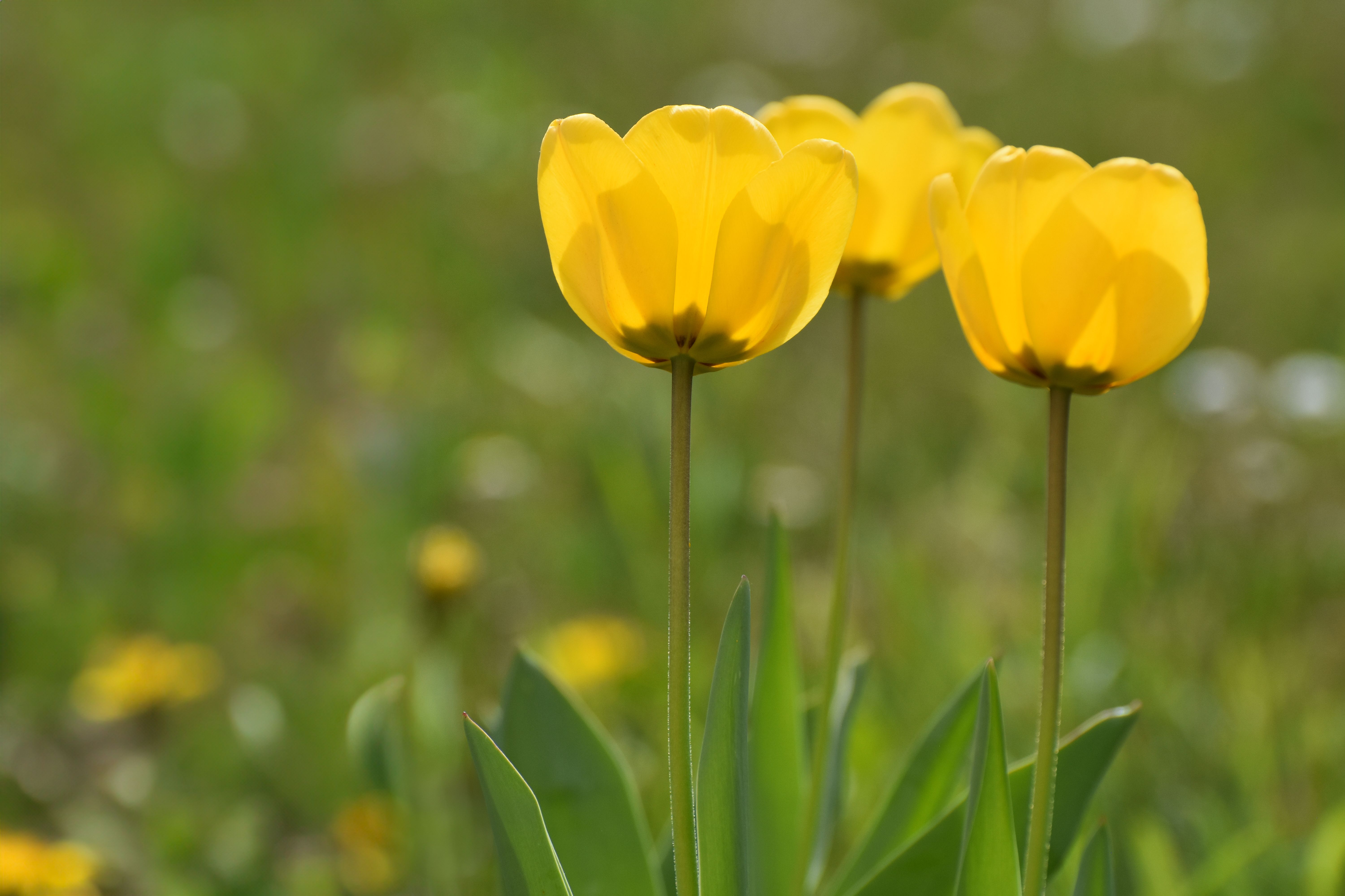 Vibrant Yellow Tulips in Bloom Outdoors · Free Stock Photo