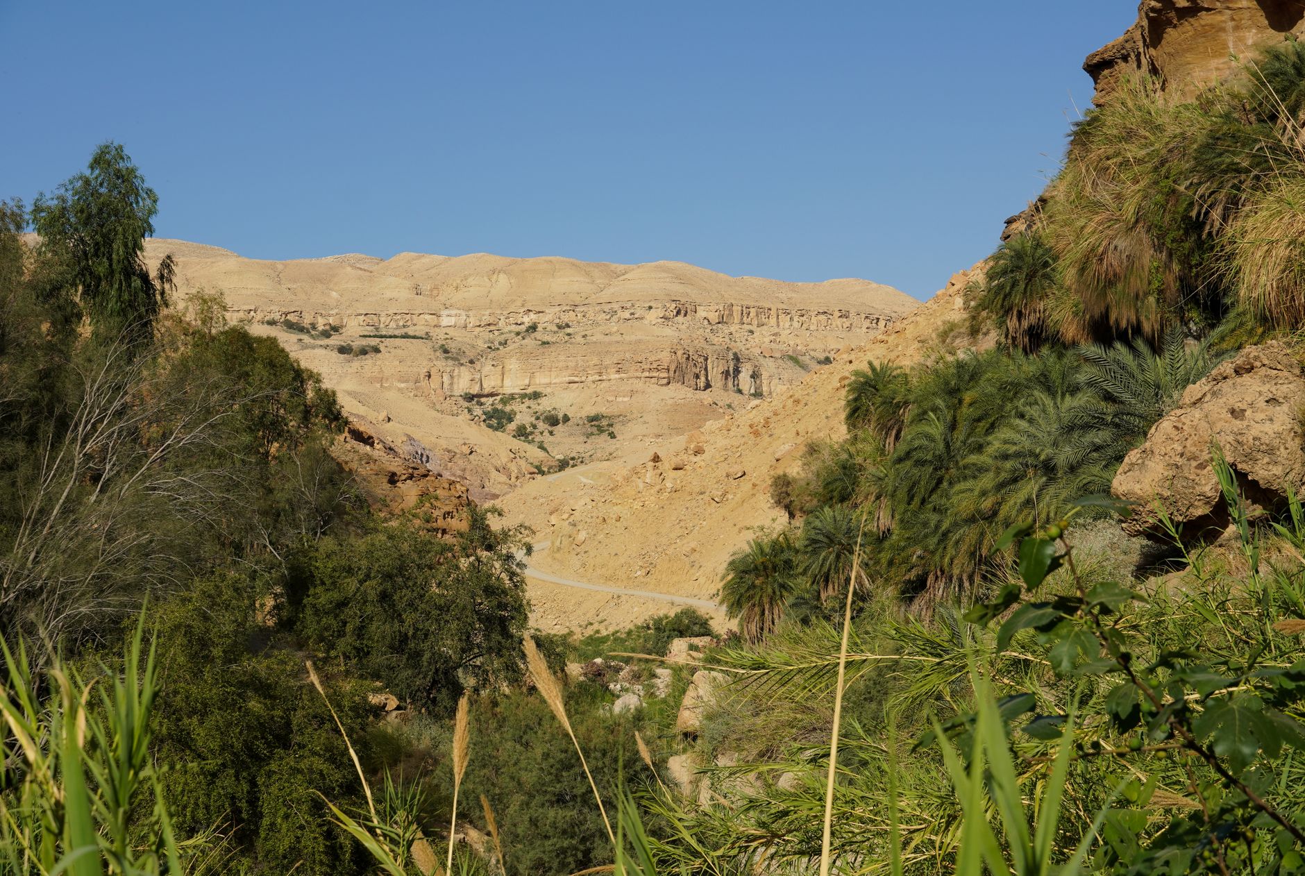 Explore the stunning desert canyon landscape of Karak, Jordan, featuring lush greenery and rugged cliffs.