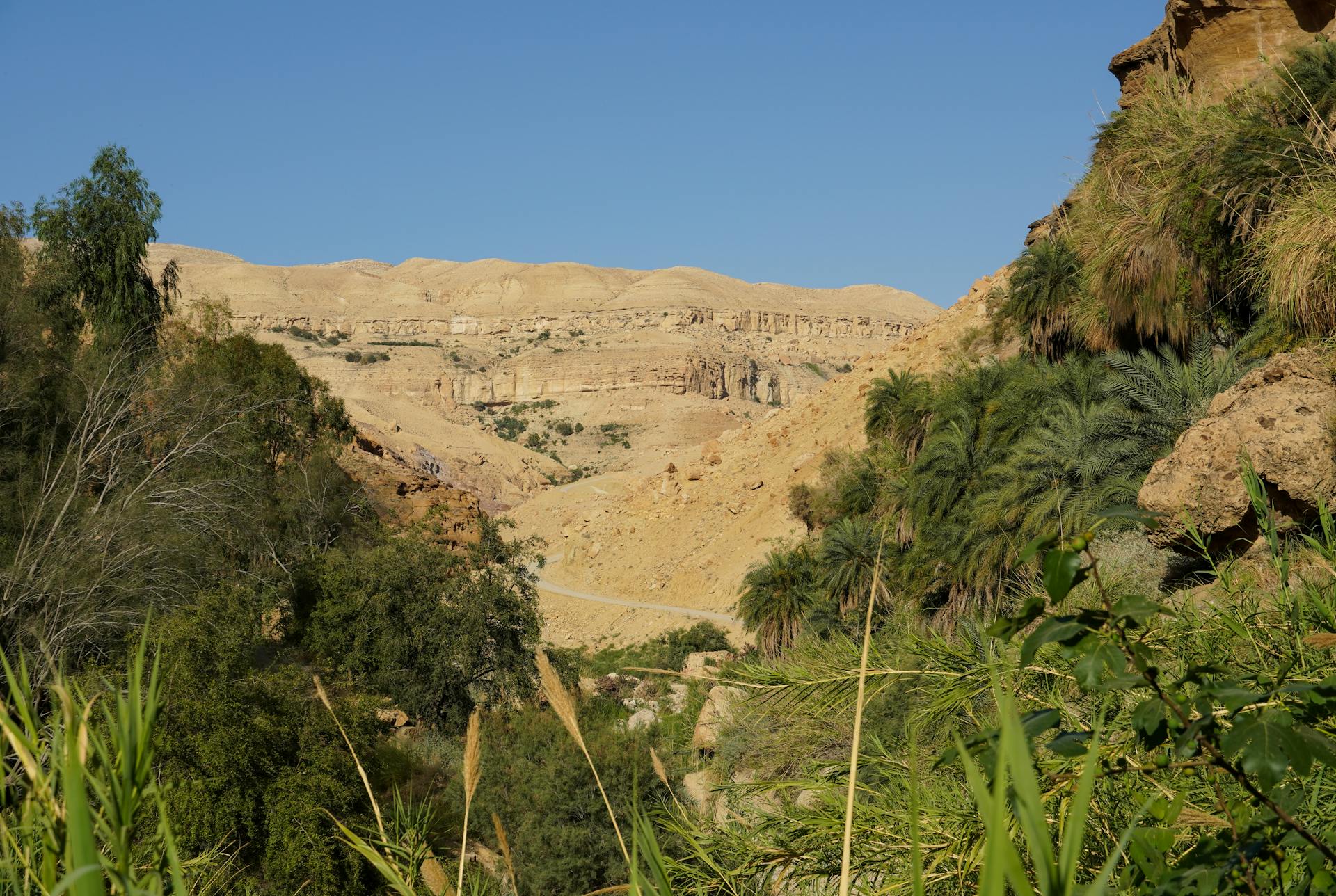 Explore the stunning desert canyon landscape of Karak, Jordan, featuring lush greenery and rugged cliffs.