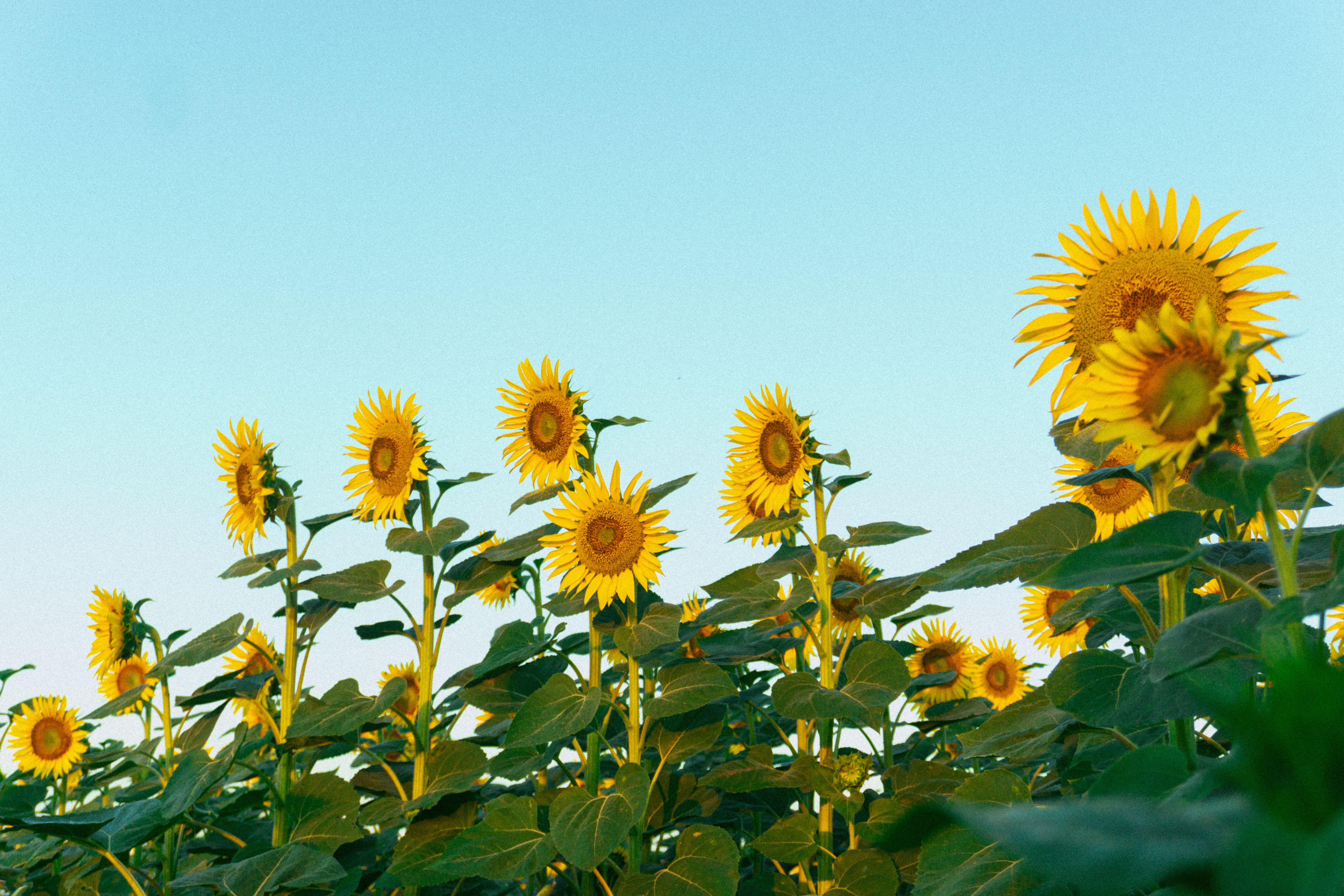 Vibrant Sunflower Field Under Blue Sky · Free Stock Photo