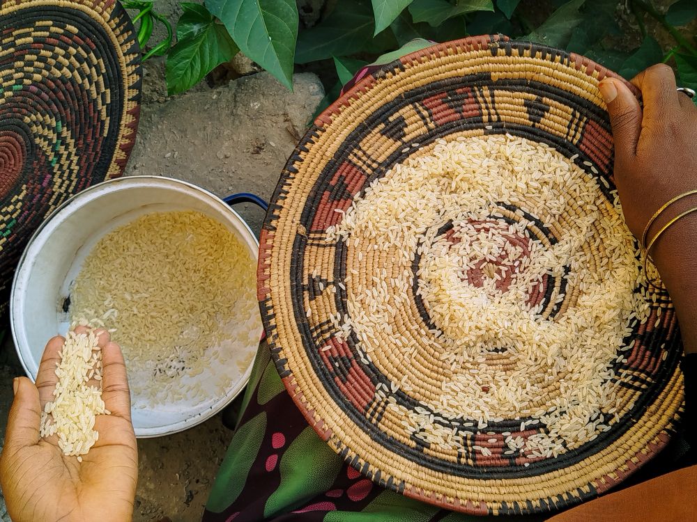 Traditional Rice Preparation in Nigerian Village · Free Stock Photo