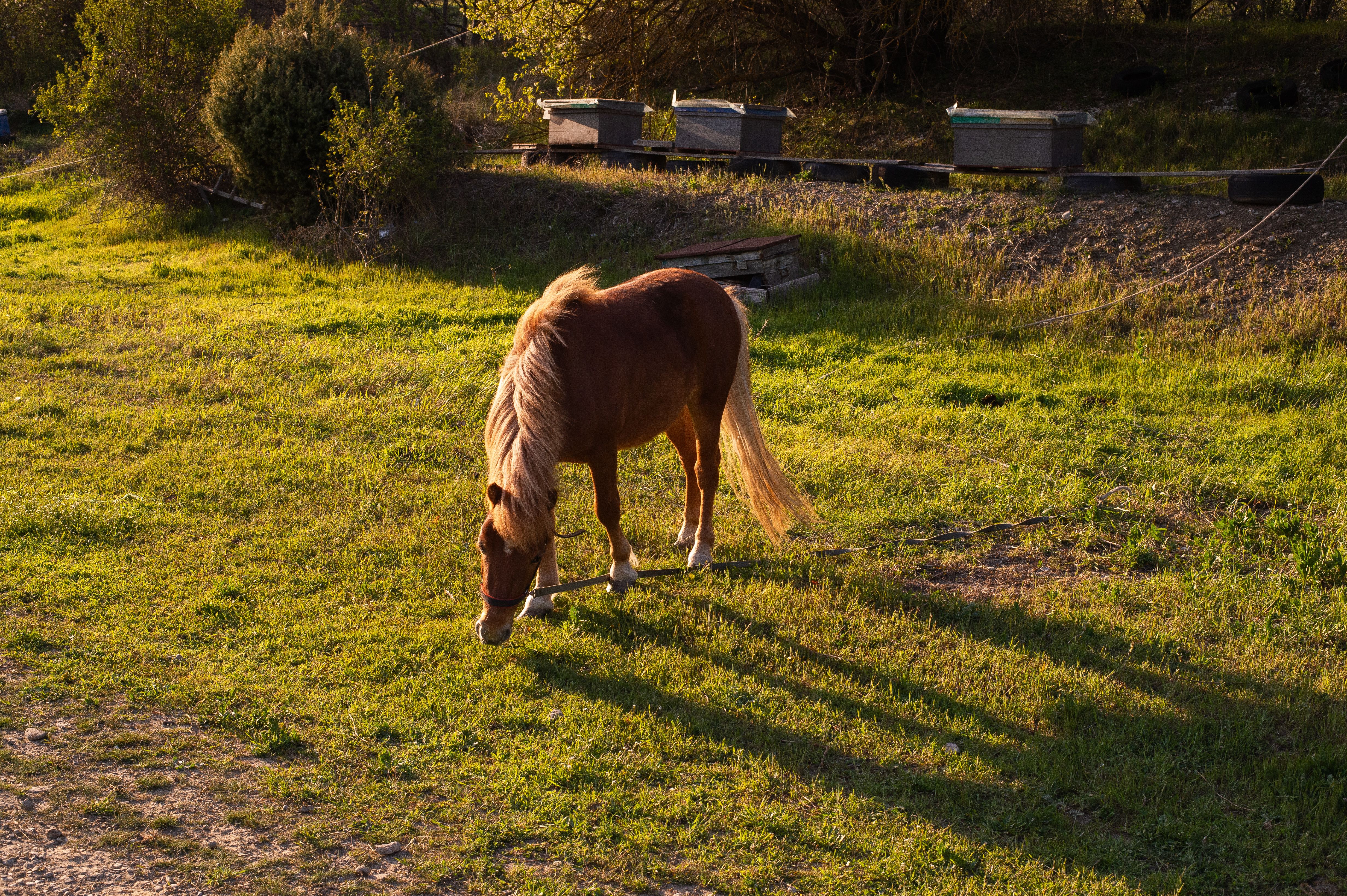 Momsex Pony Photos, Download The BEST