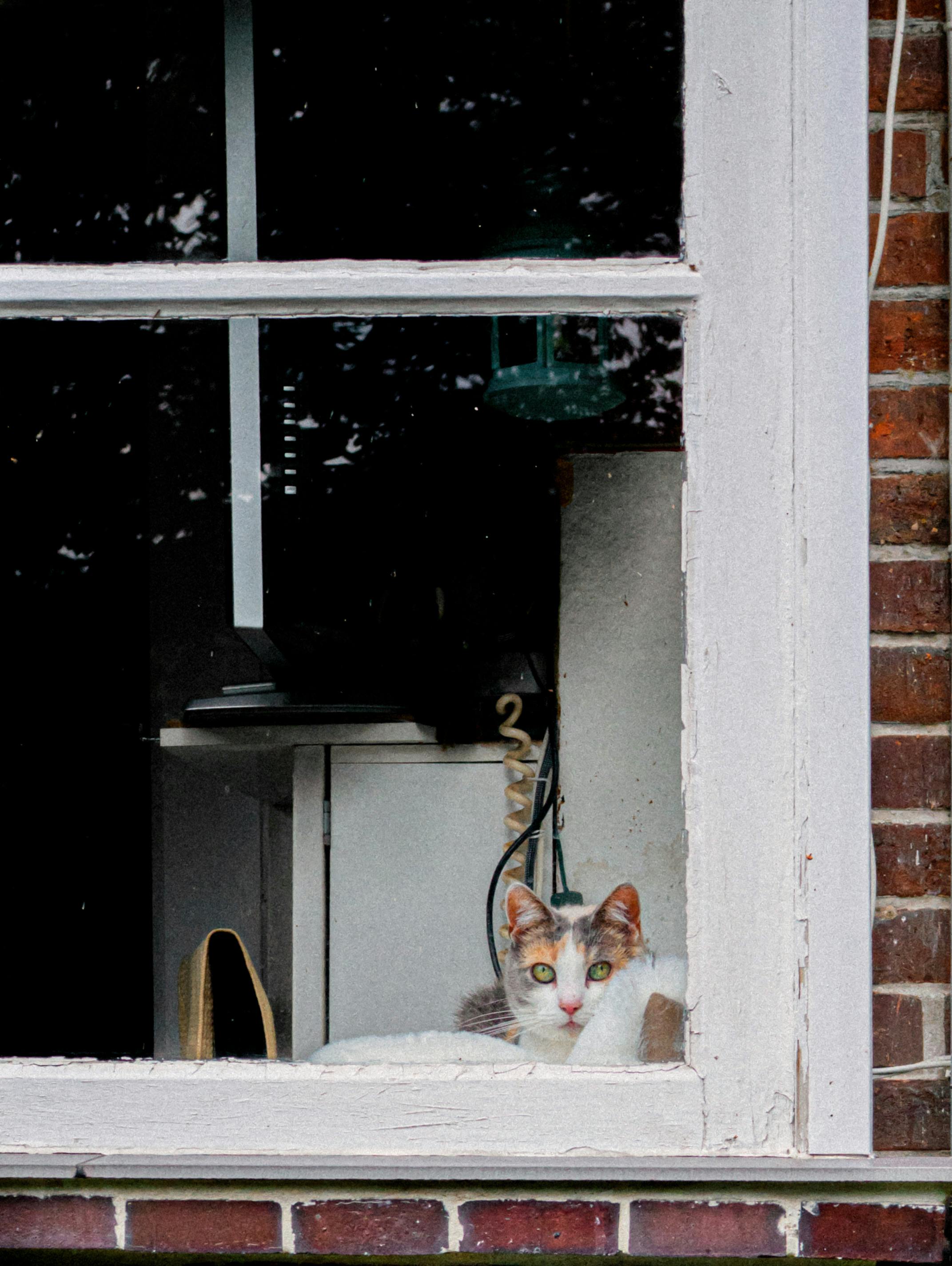 Eine Katze schaut durch ein altes Fenster nach draußen, umgeben von einer städtischen Backsteinkulisse.