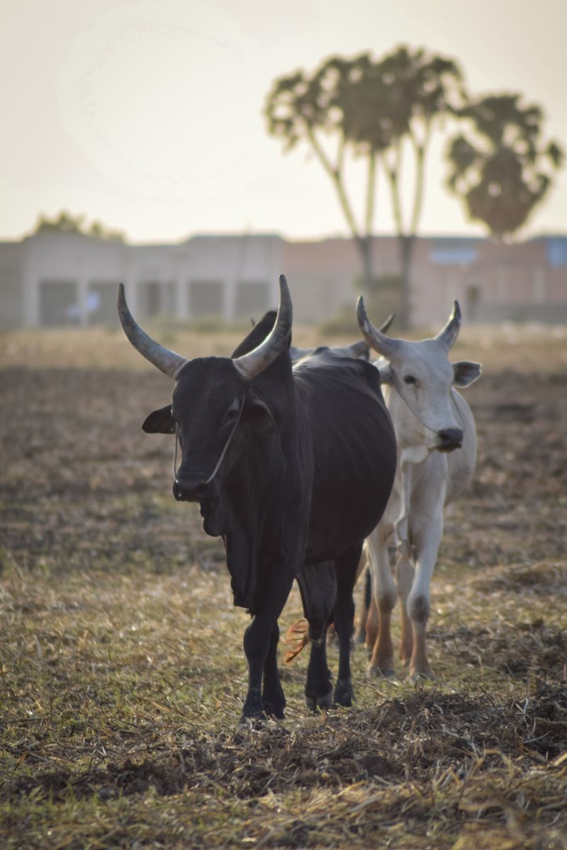 Cattle on farmland in Nigeria, typical of Gassol LGA