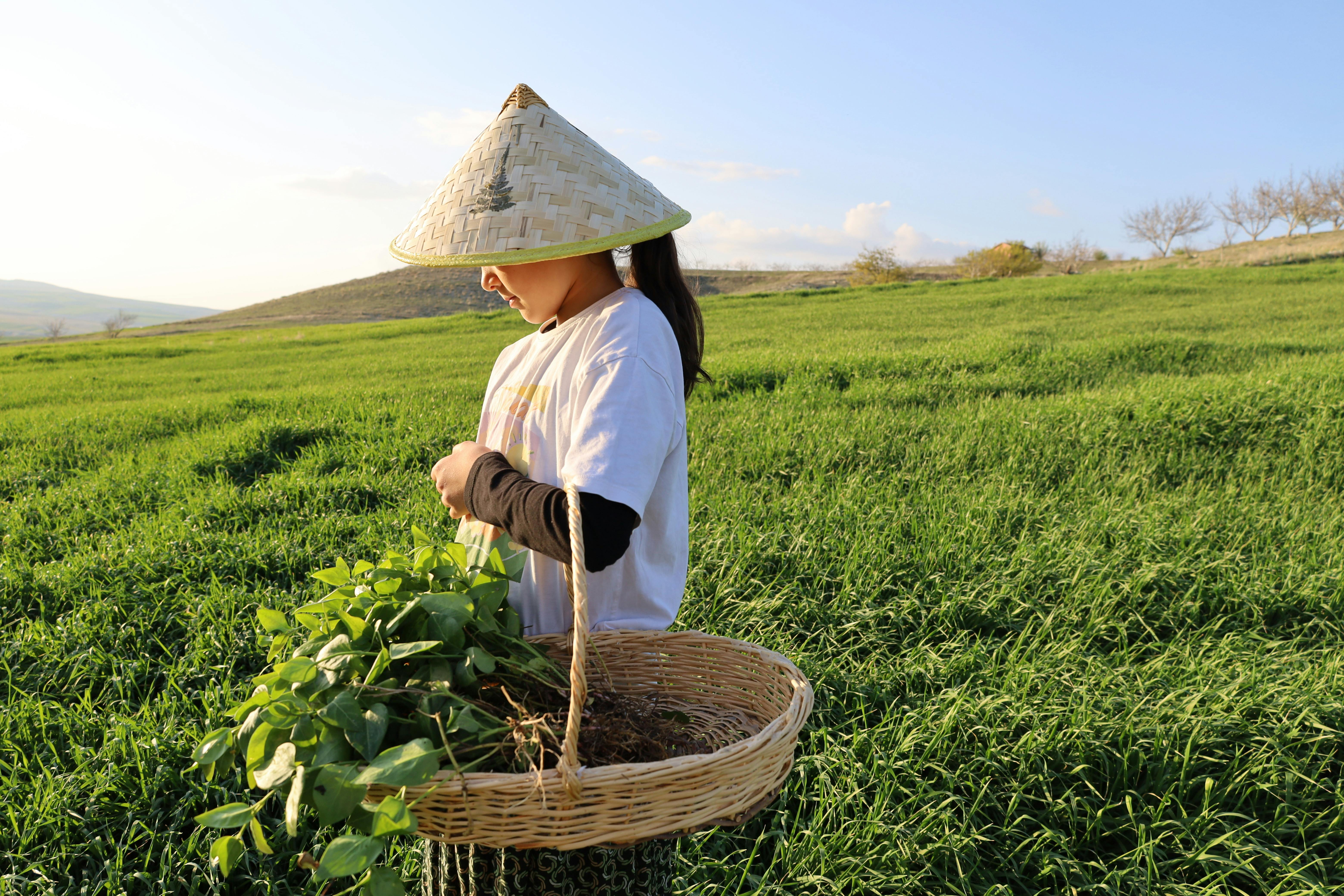 A young woman in straw hat gathers greens in a sunlit field, showcasing rural life and farming.