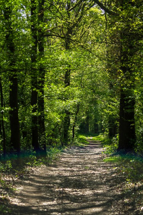 Free A serene forest path surrounded by lush green trees, illuminated by sunlight in a tranquil outdoor setting. Stock Photo