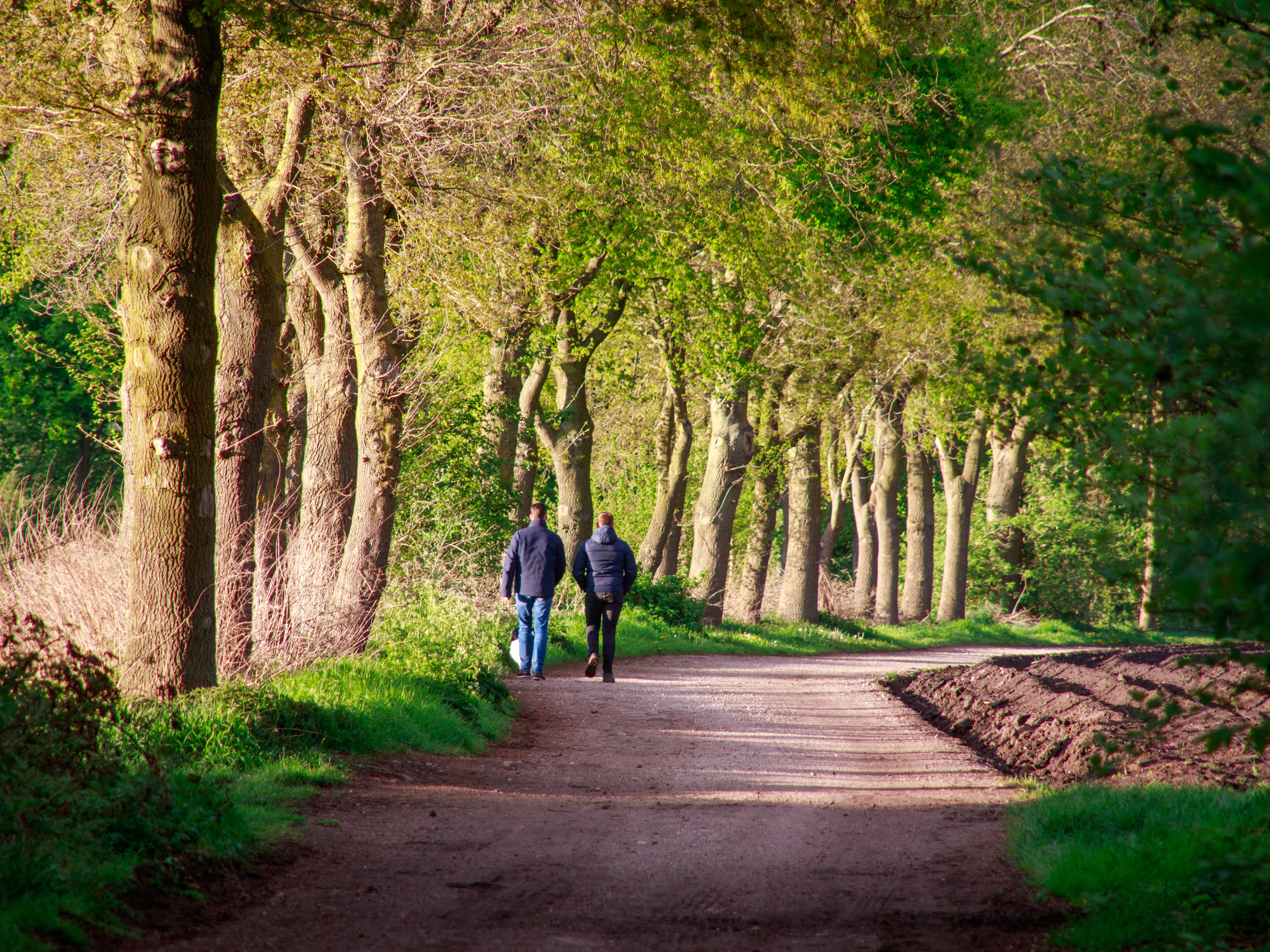 Peaceful Walk Through Lush Forest Path · Free Stock Photo