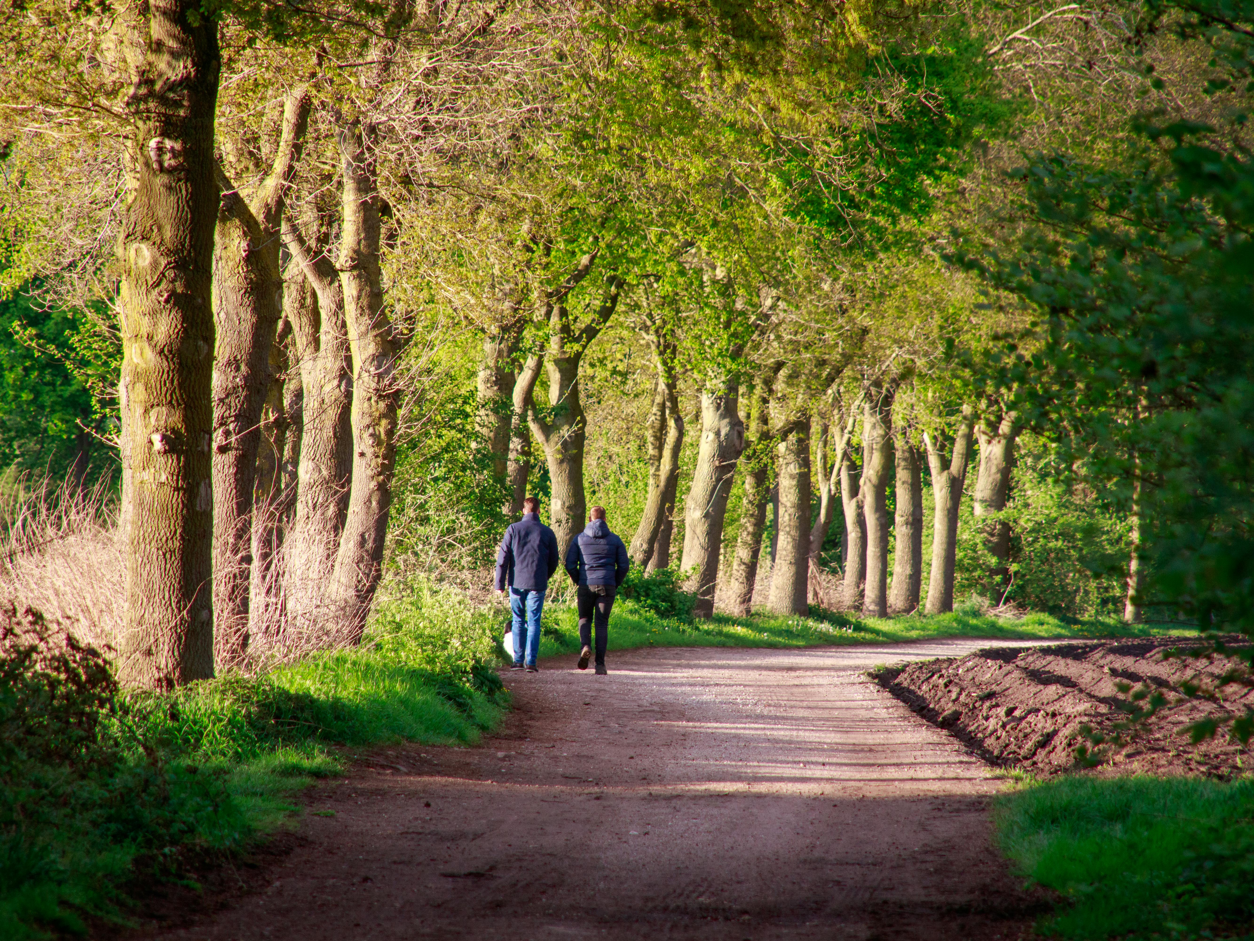 Vredige wandeling door een weelderig bospad - wandelmeditatie in de natuur voor mentale kalmte