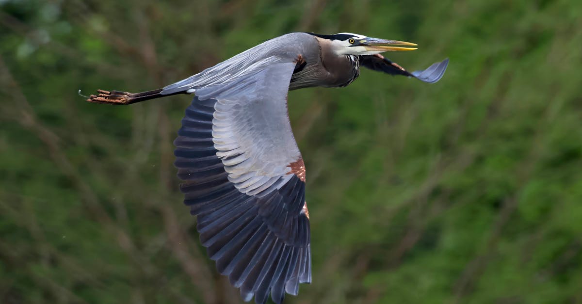 A Great Blue Heron soars gracefully over lush foliage, captured mid-flight in Decatur, Alabama.