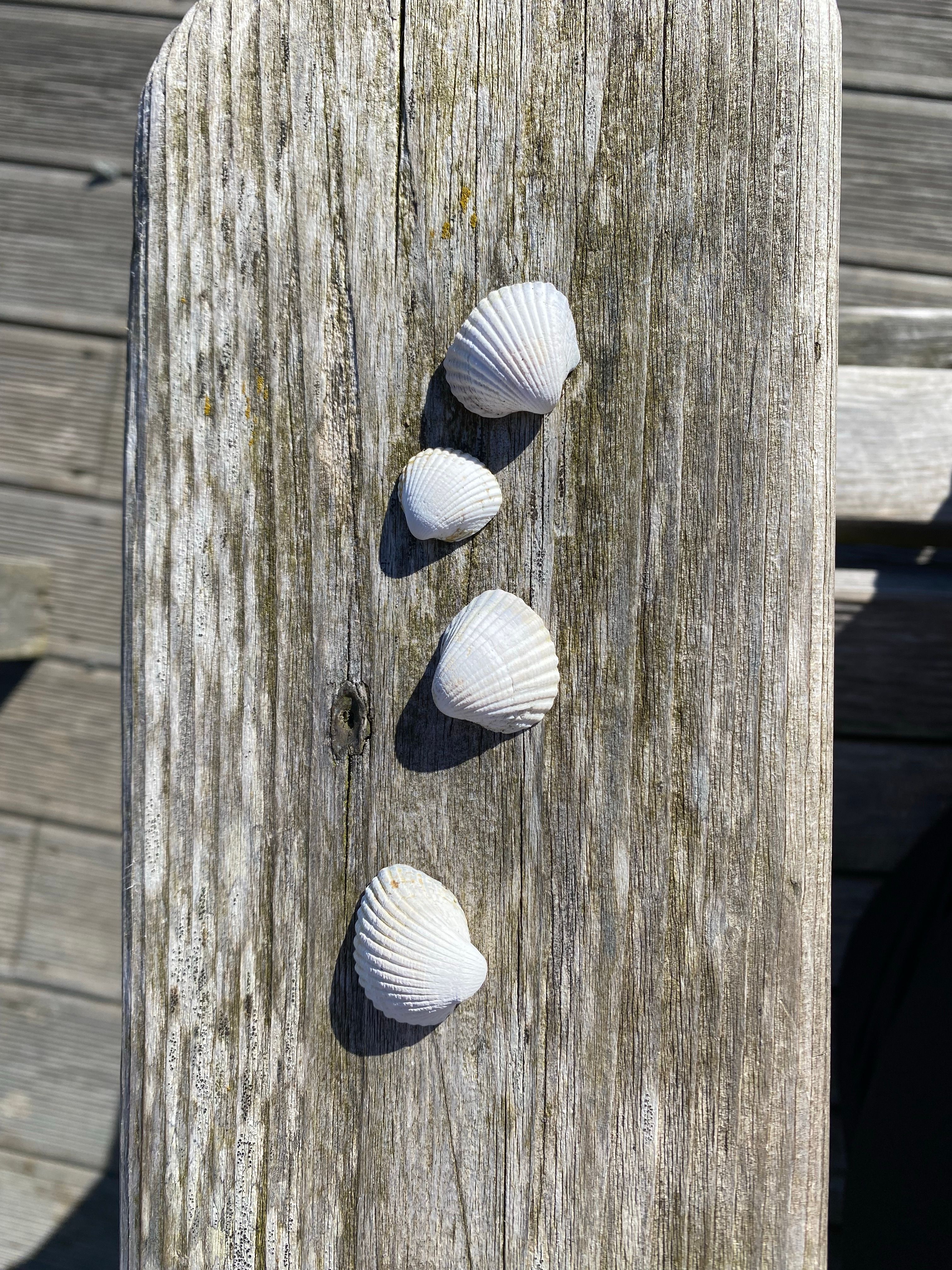 Kostenlos Auf verwittertem Treibholz am Meer in Norwegen angeordnete Muscheln. Stock-Foto