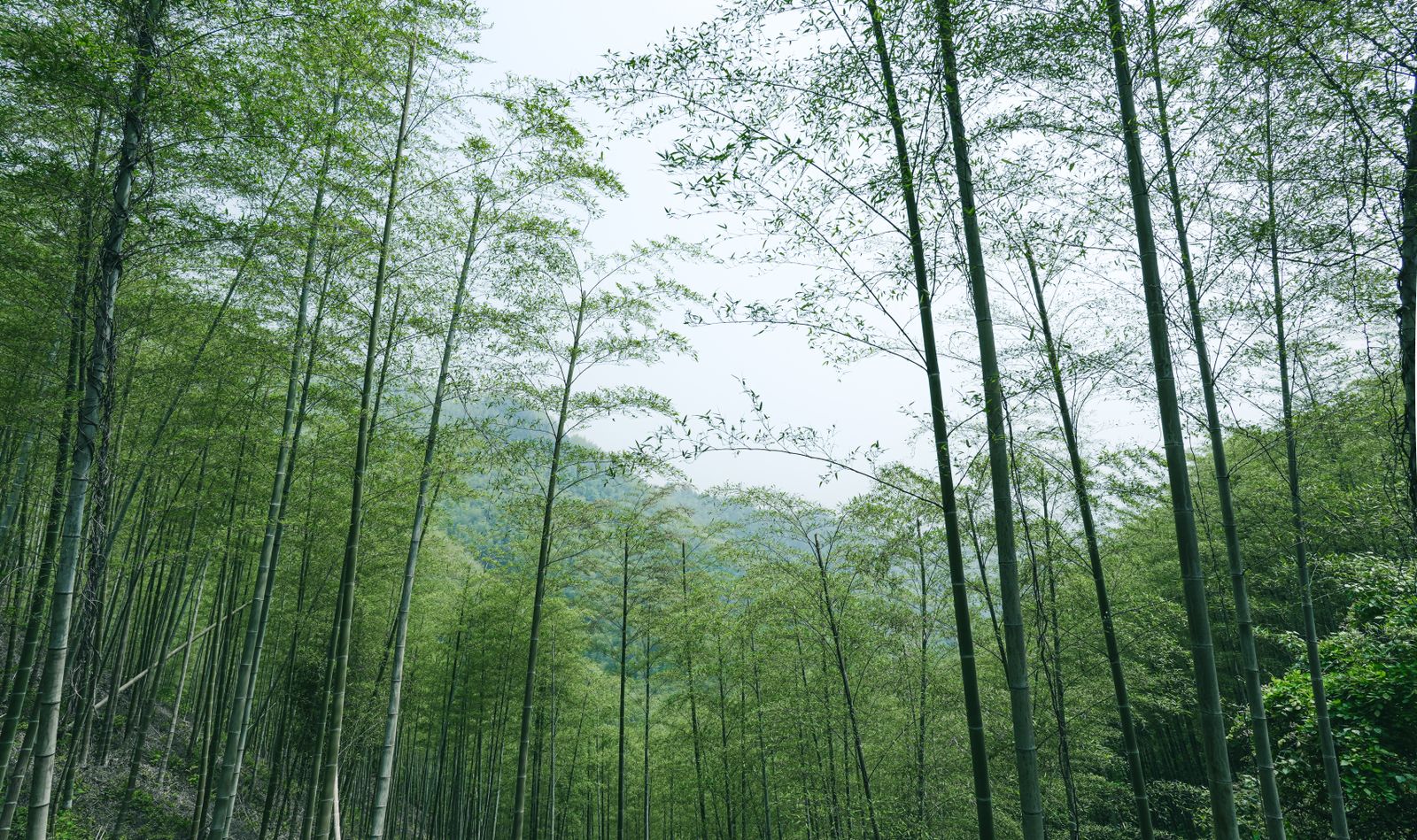Carbon & Climate Projects
