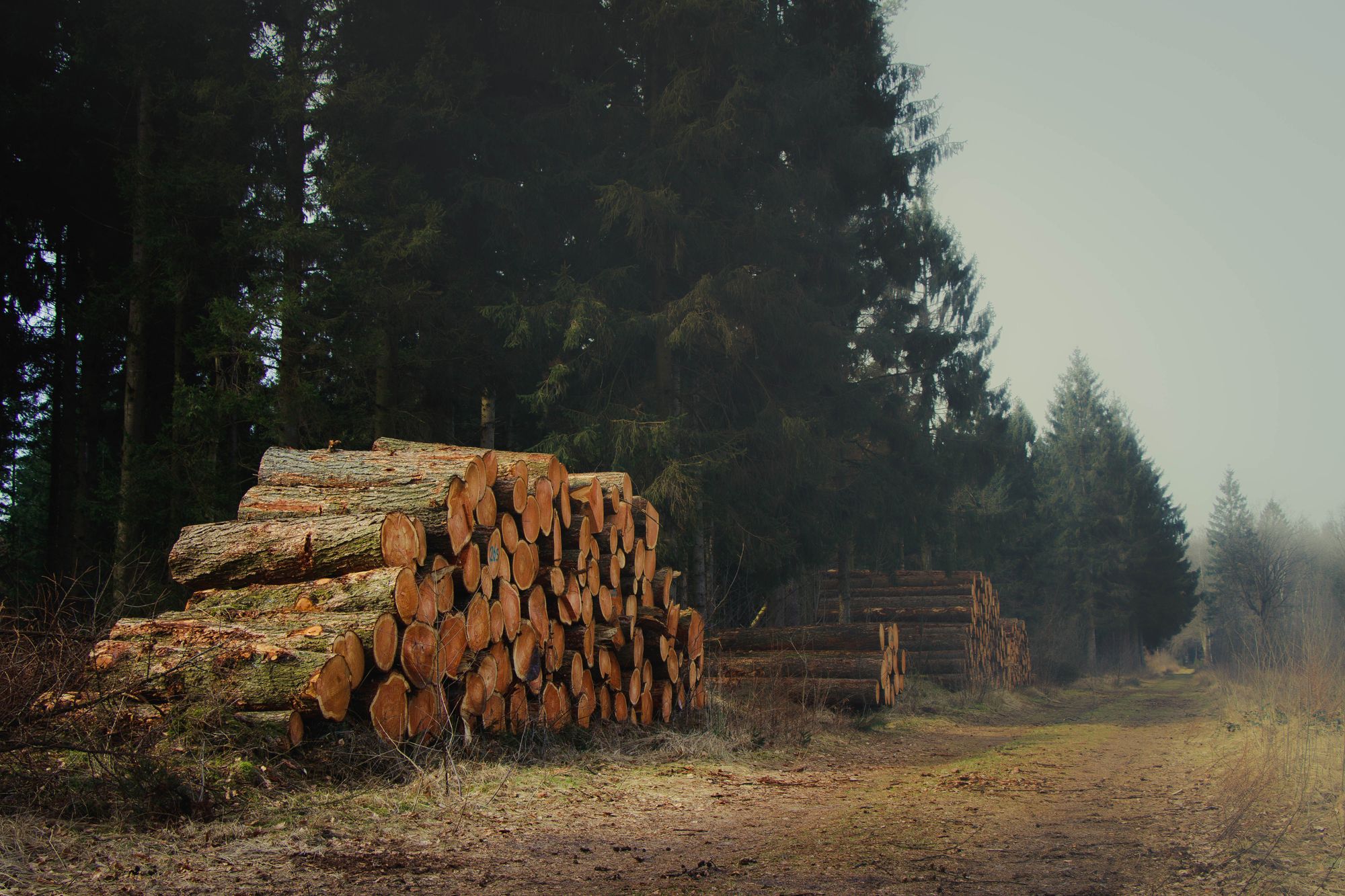 Wald als Geldanlage: Lohnt sich das Sachwert-Investment wirklich?