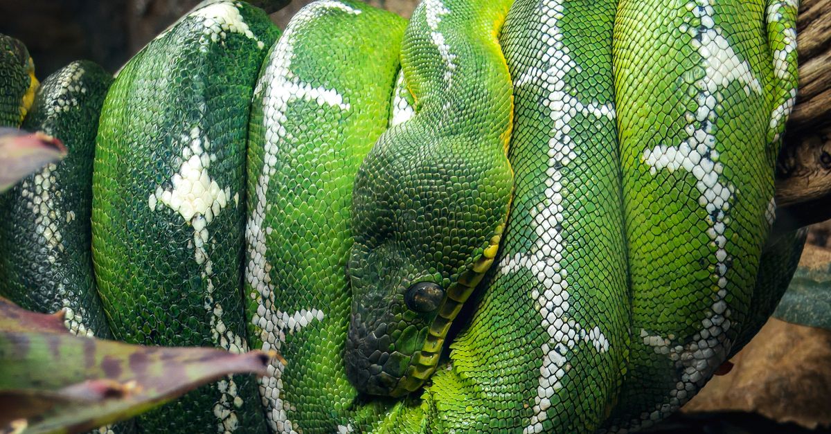 Python Rain Forest Close-up of a Green Tree Python in Natural Habitat · Free Stock Photo