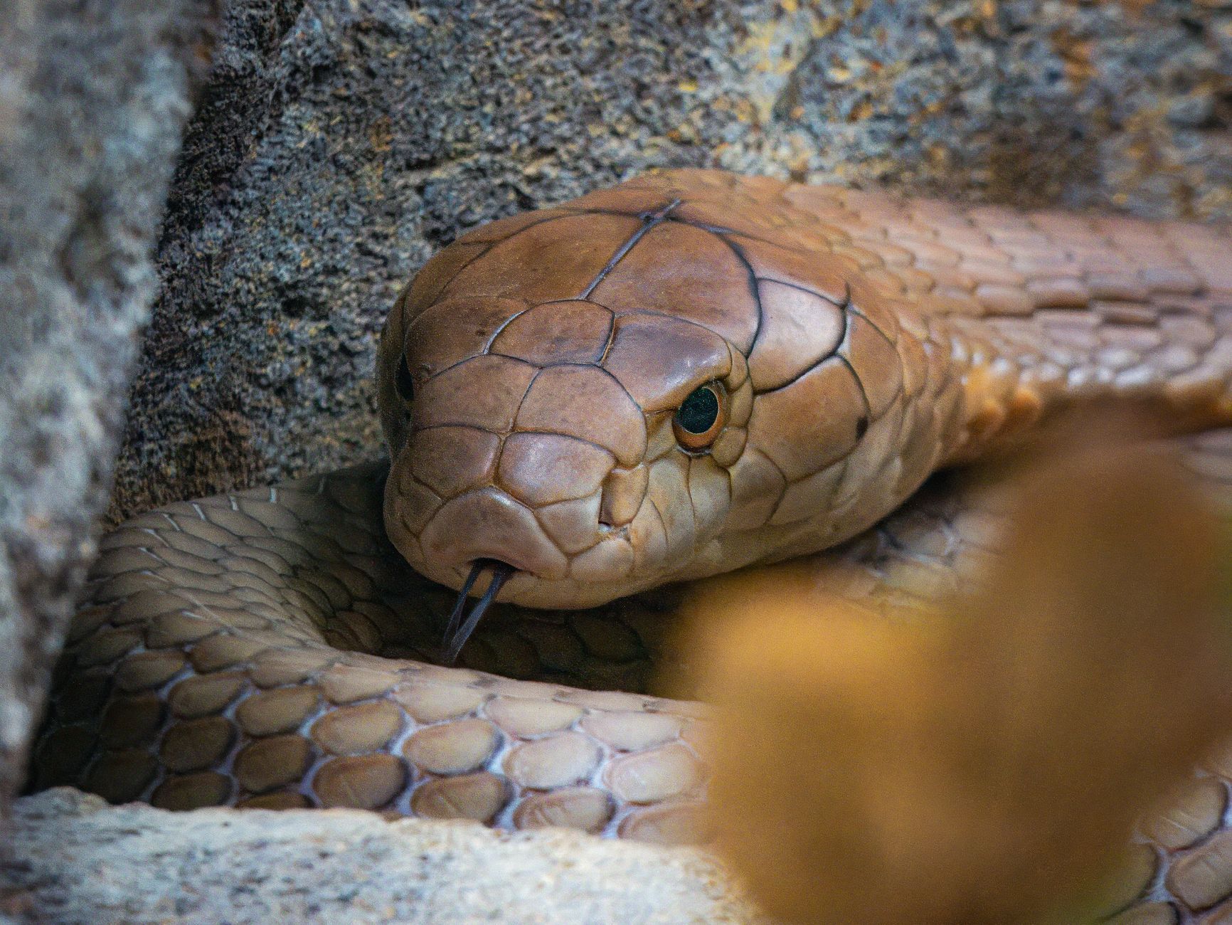 Zak met cobra's gevonden in water bij Park Frankendael