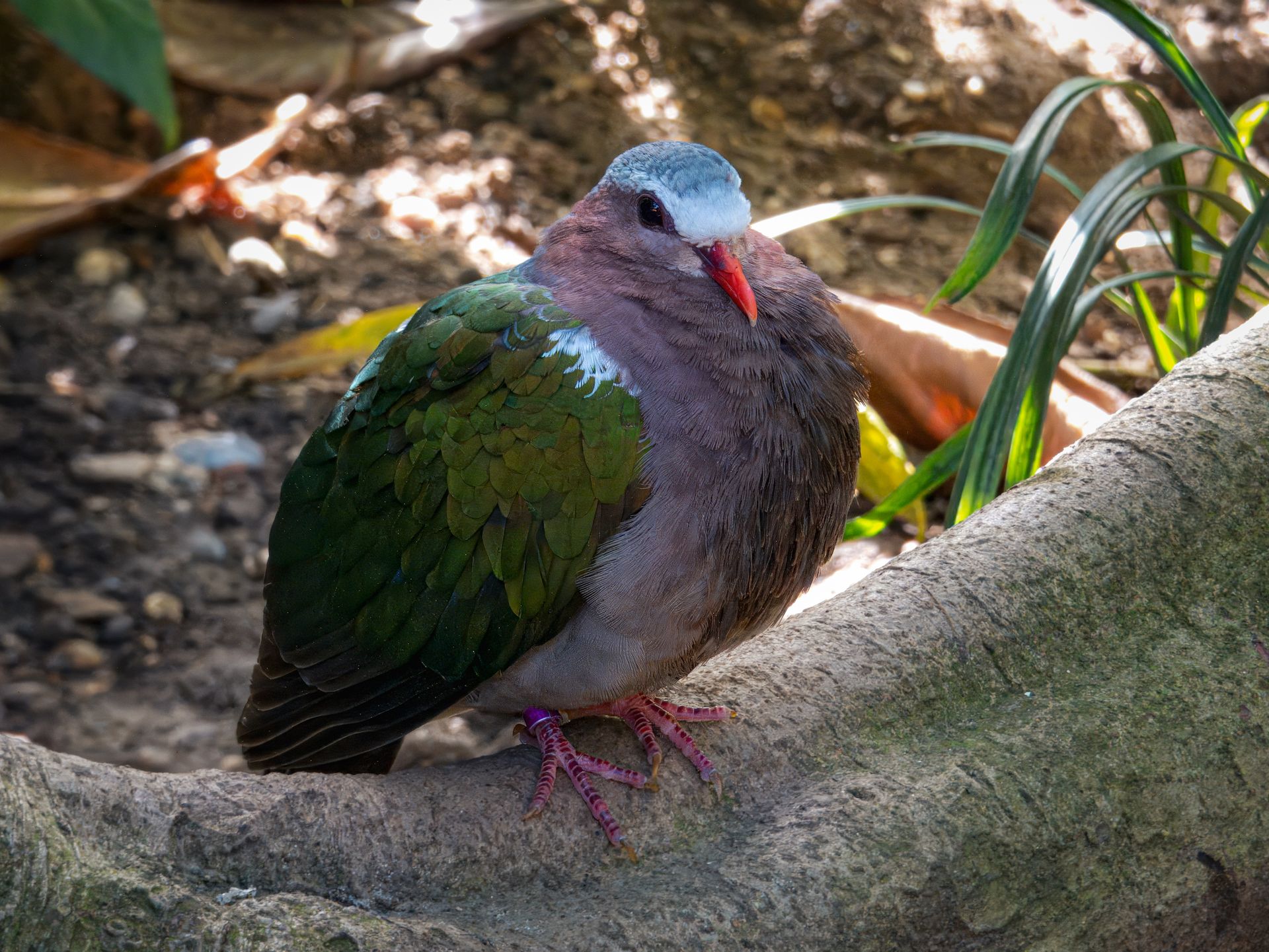 Luzon bleeding-heart pigeon perched on a log in an outdoor setting.