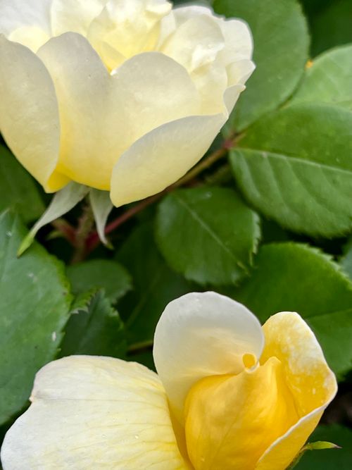 Free Close-up of blooming yellow roses with vibrant green leaves, capturing nature's delicate beauty. Stock Photo