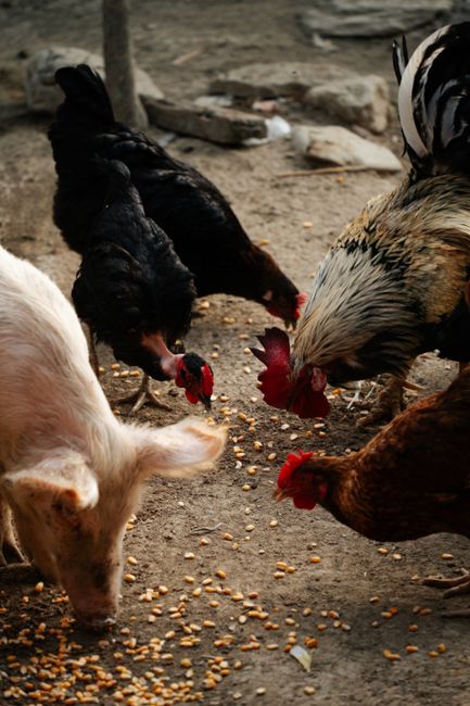 A group of chickens and a pig feeding on corn grains outside in Concordia, Colombia.
