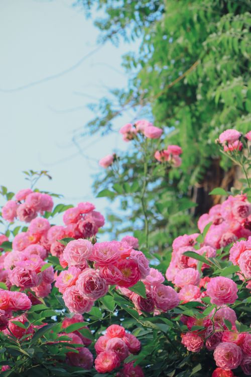 Free A picturesque scene of vibrant pink roses blooming against a clear blue sky, depicting nature's beauty. Stock Photo