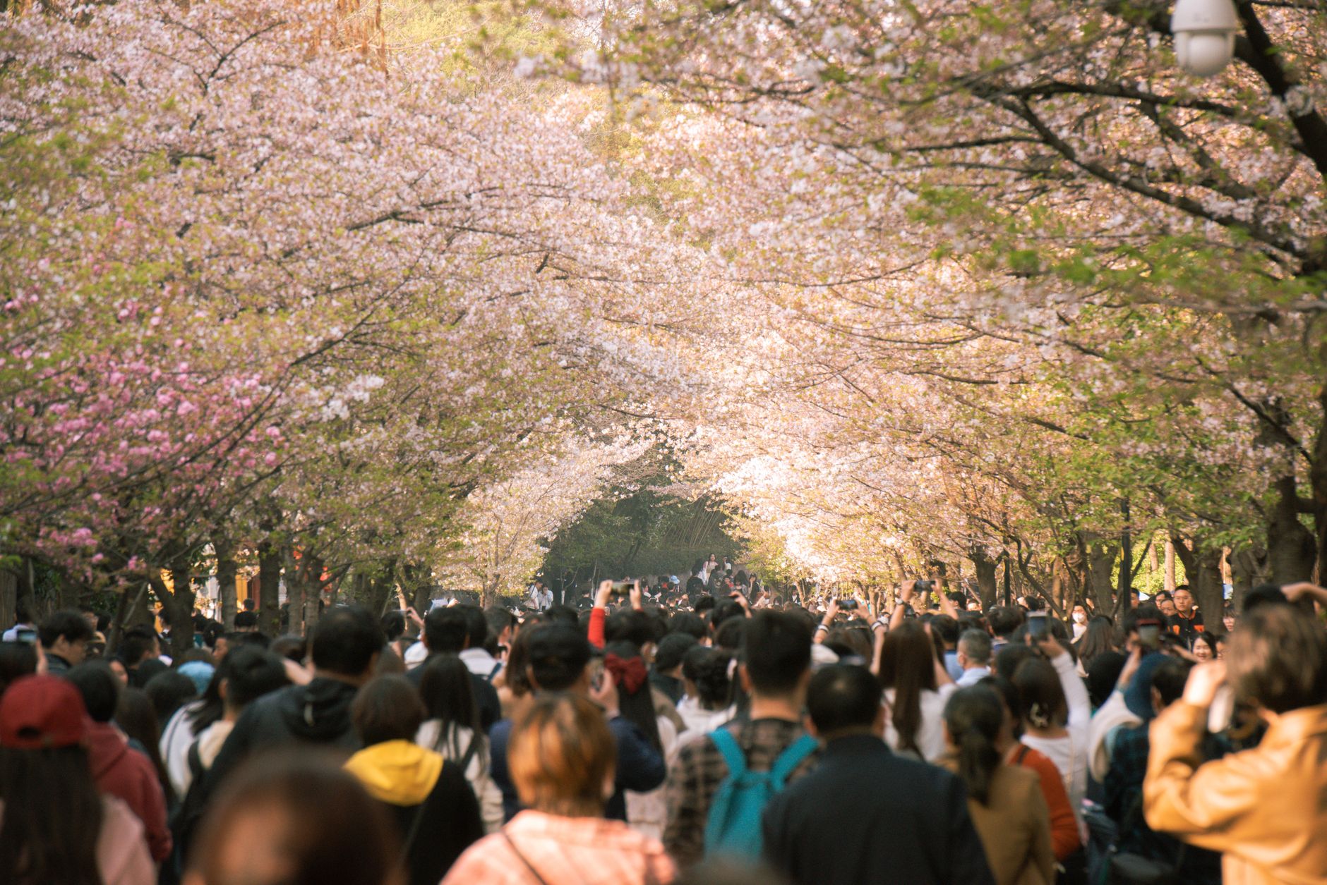 Japan’s Cherry Blossom Season Draws Record-Breaking Tourist Surge in Spring 2026
