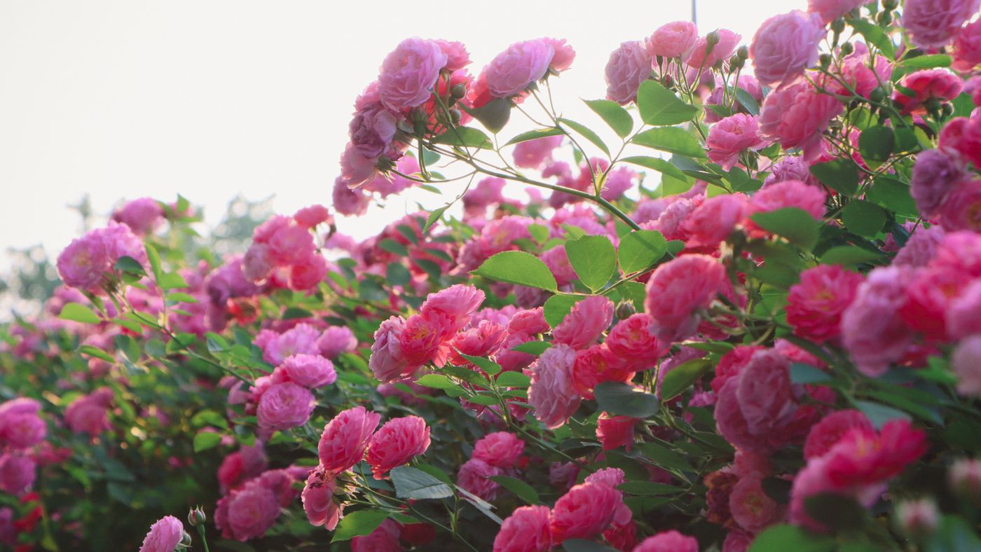 Spotting and Treating the Most Common Rose Problems