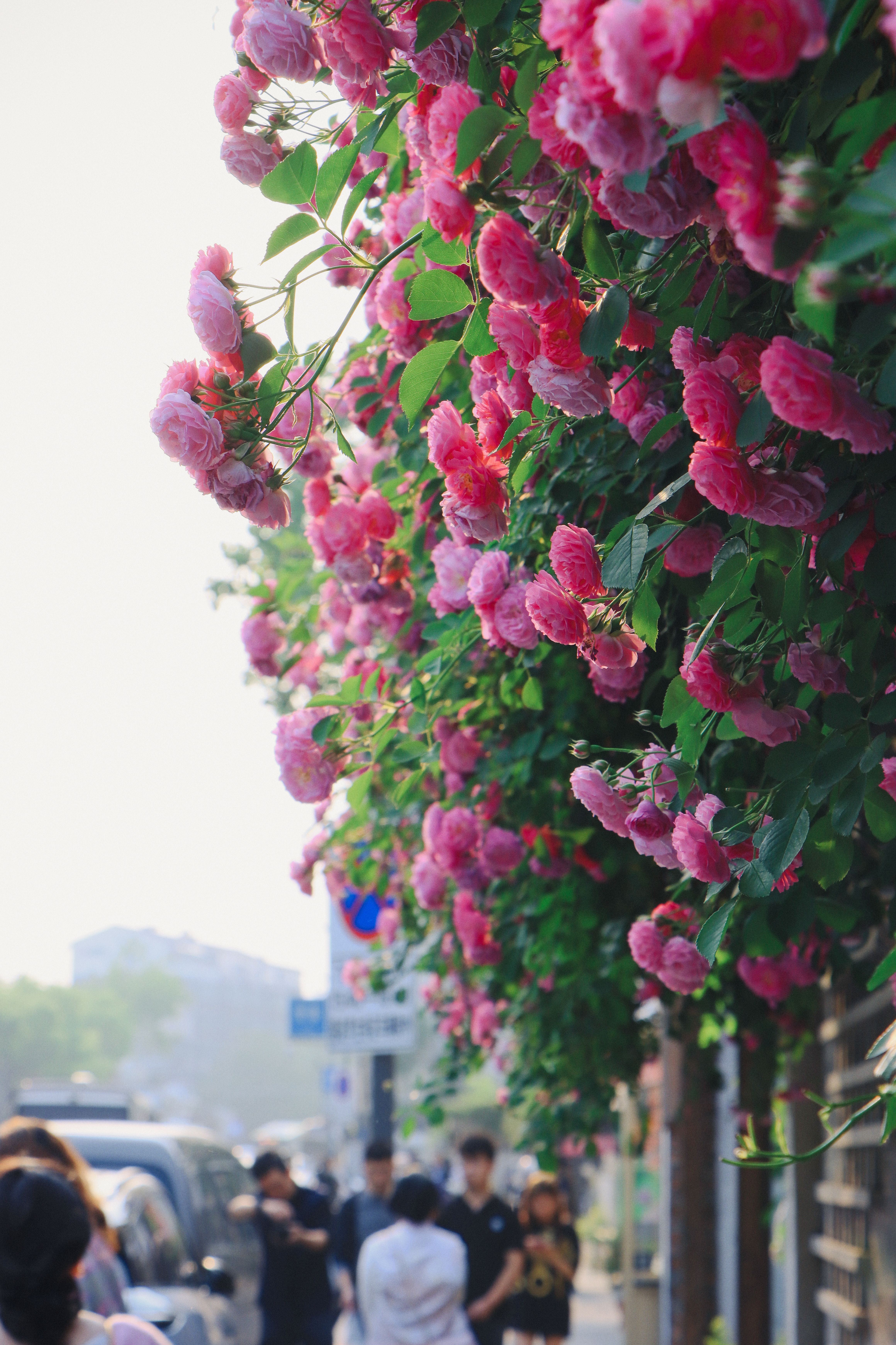 Vibrant Pink Roses Adorning a Bustling Street · Free Stock Photo