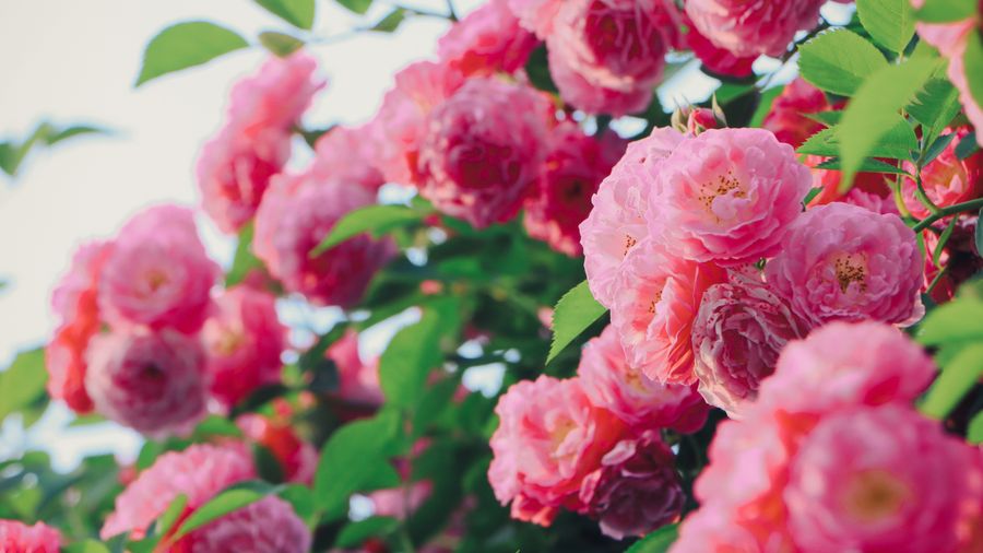 Keeping a Flower Garden Blooming All Season Without Babying It