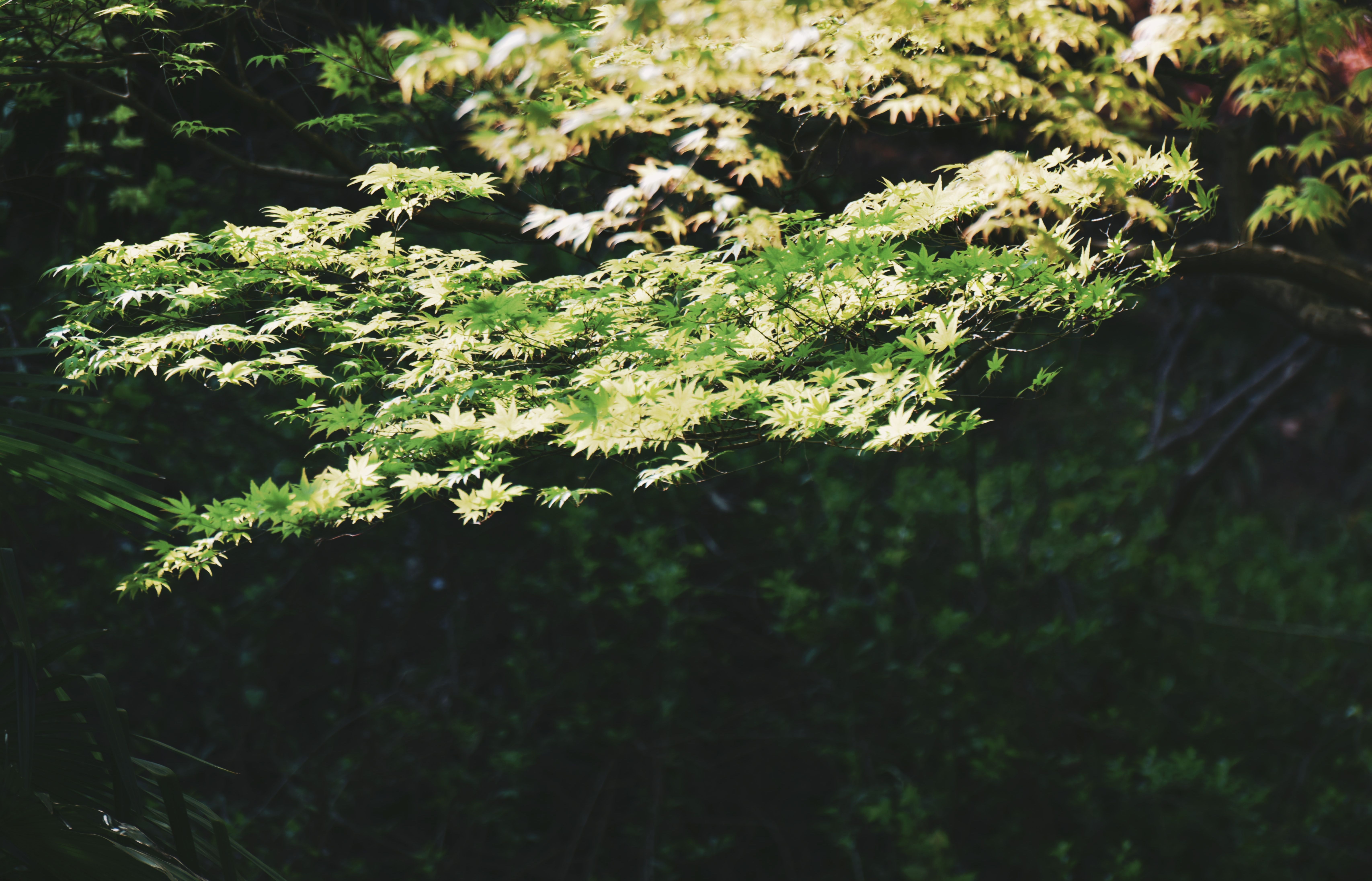 Green maple foliage receiving filtered dappled sunlight