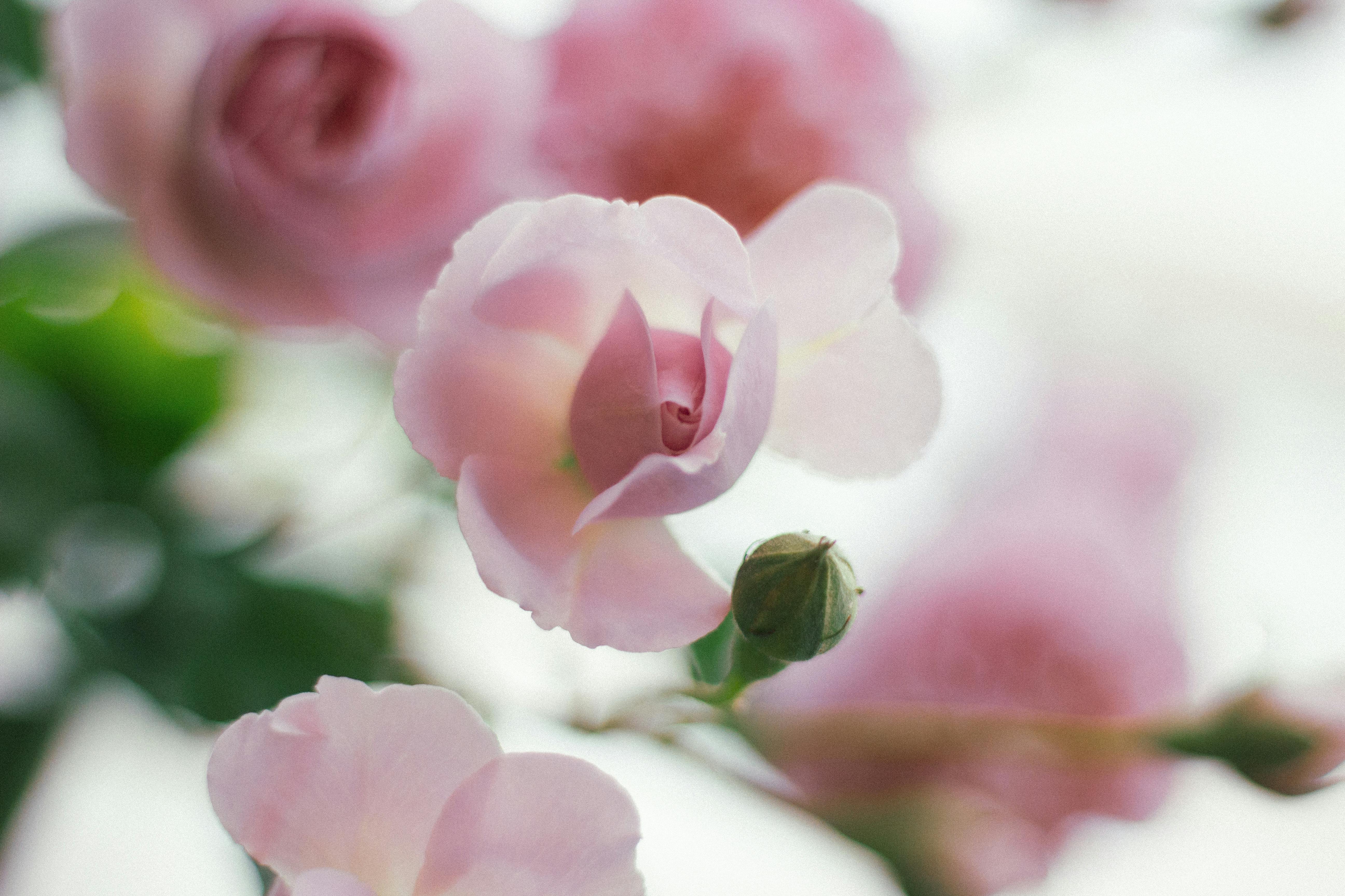 A close-up of delicate pink roses in full bloom, showcasing their gentle beauty.