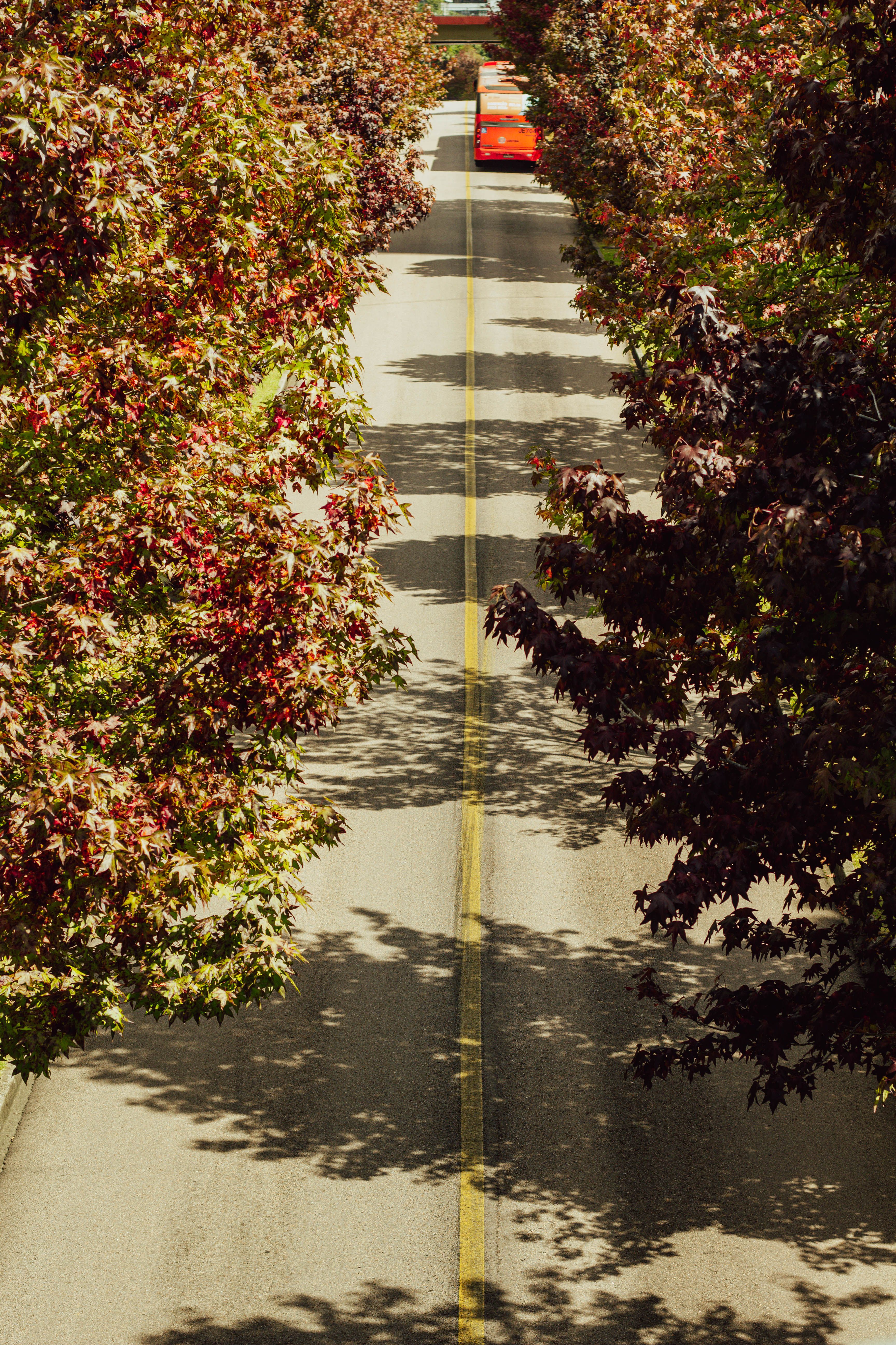 Aerial view of a road lined with colorful autumn trees and a red car driving down the center.