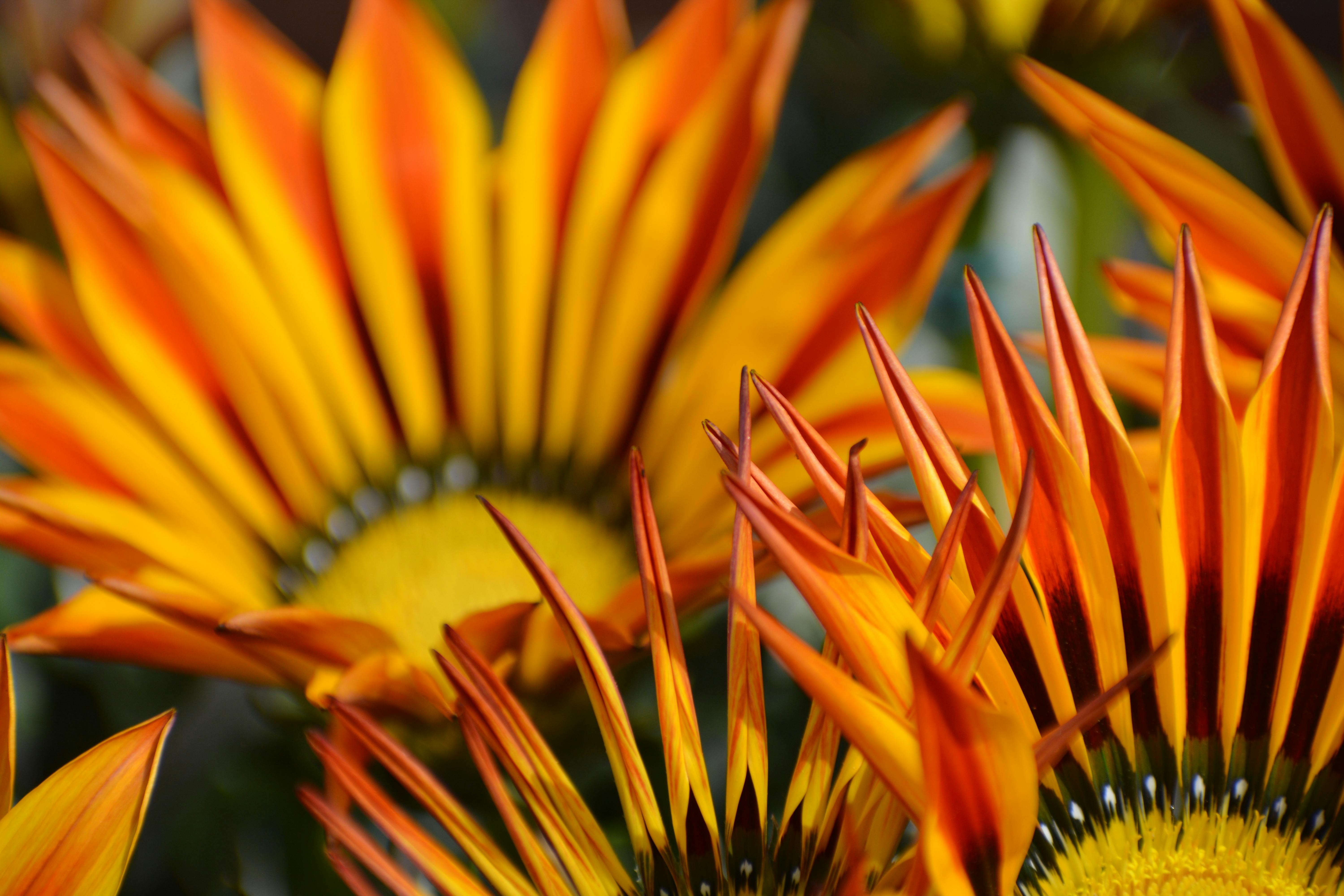[ColoSach]-bright-and-colorful-close-up-of-gazania-flowers-with-vivid-orange-and-yellow-petals.