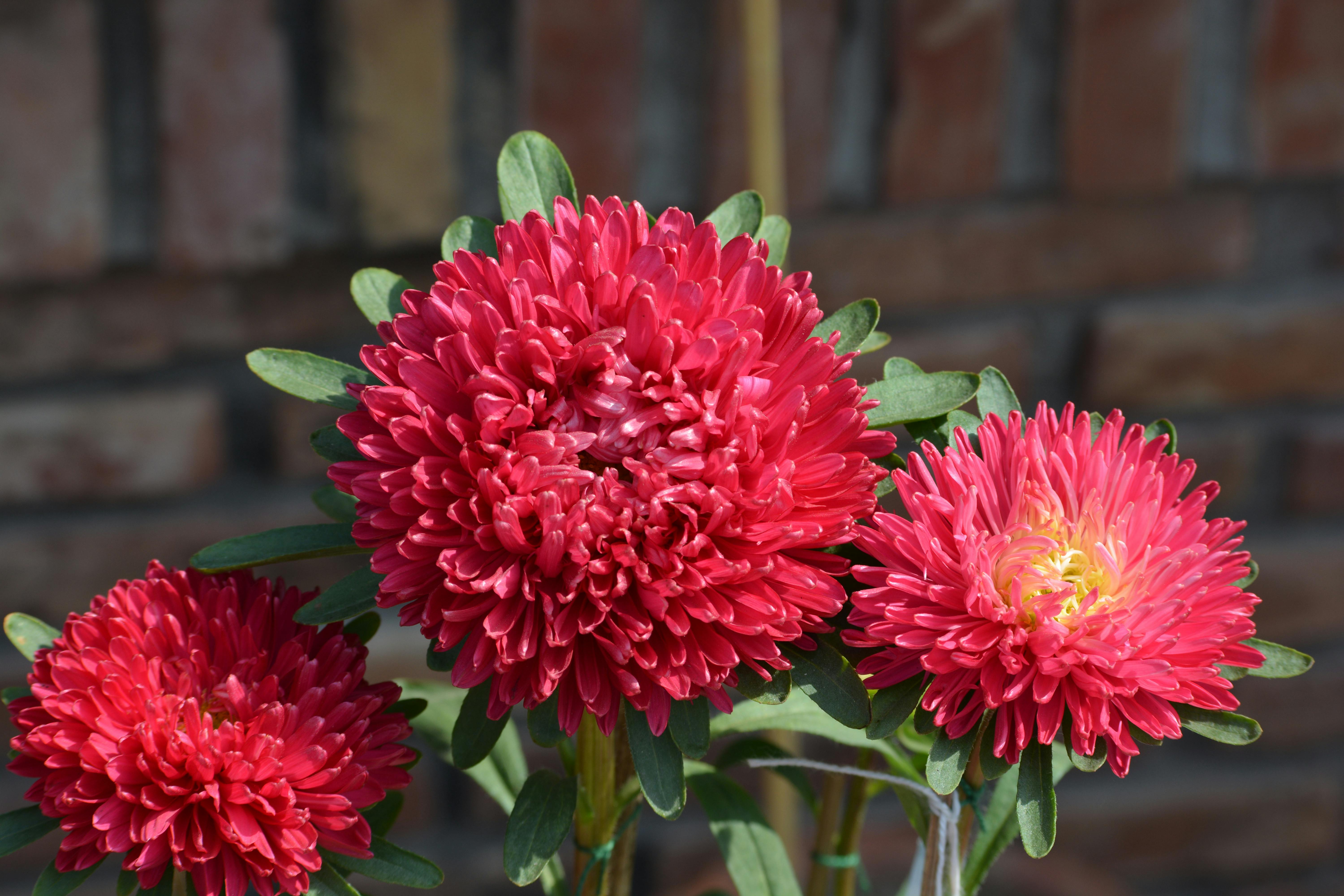 Delhi's Winter Food: A Fight Against Pollution While Enjoying Old Favorites