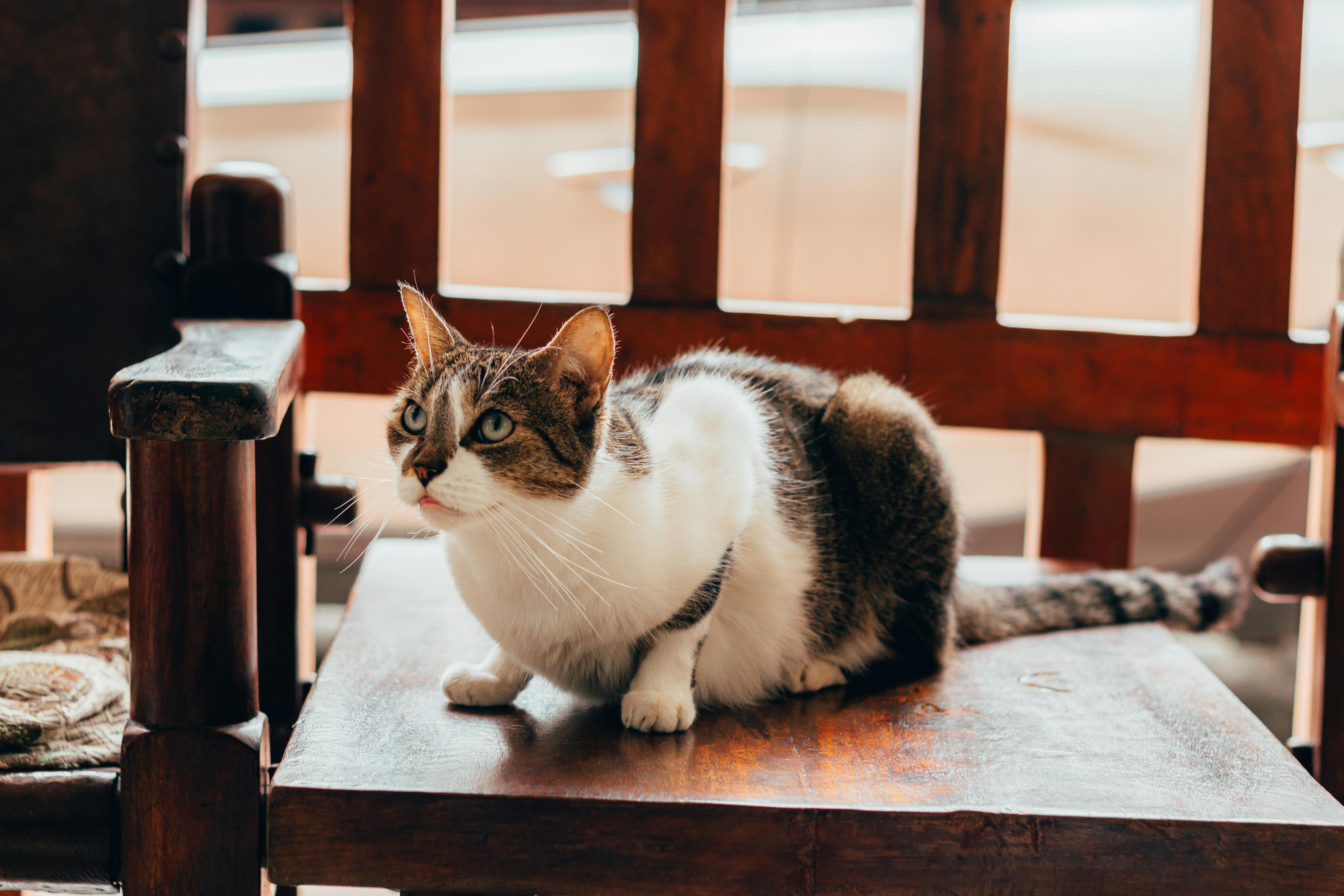 Ancient Palaces, a Cat Café, and KPop Demon Hunters—the Perfect Family Travel Itinerary for South Korea — Photo by Camilo Osp