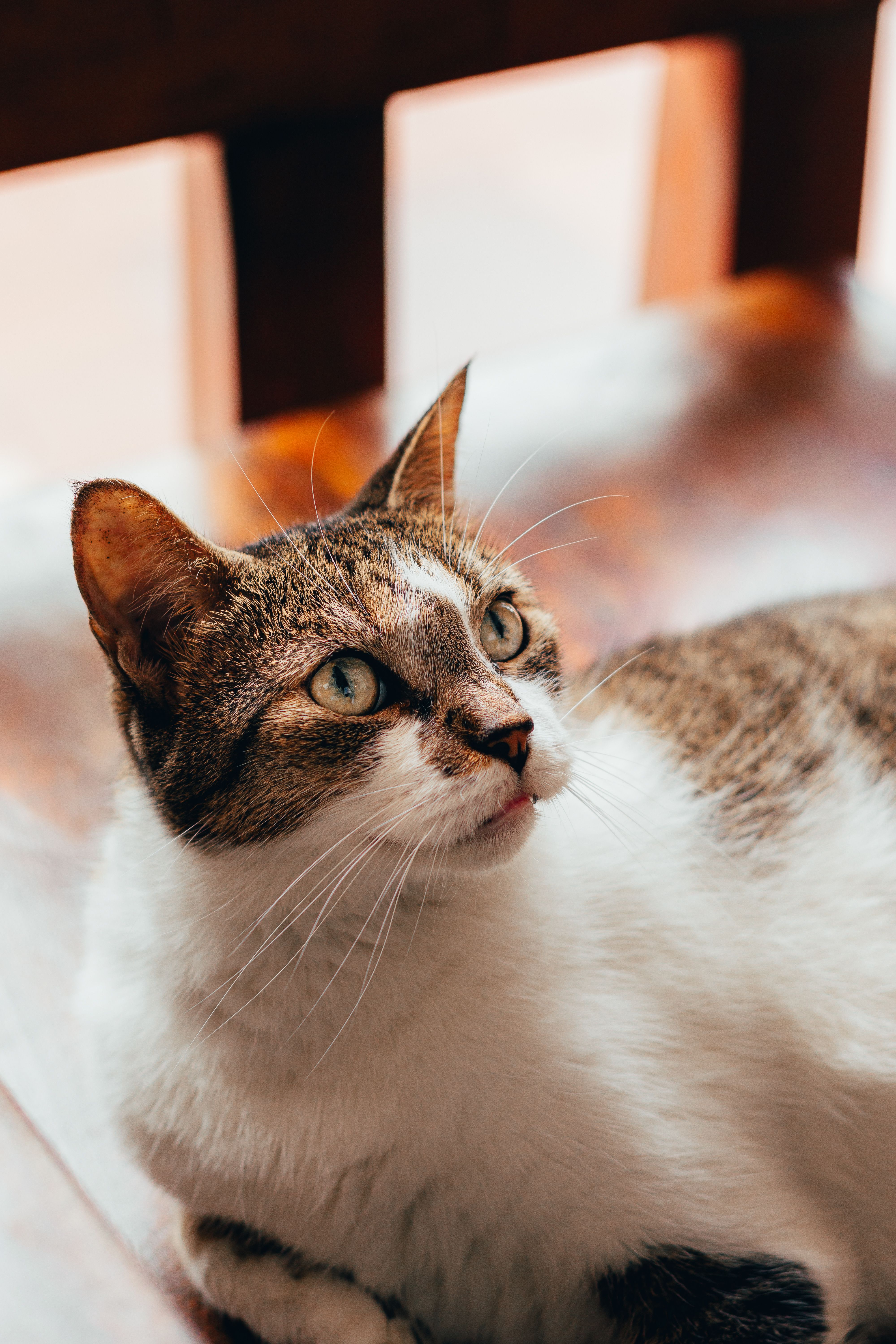 Close-Up of a Relaxed Domestic Cat Indoors · Free Stock Photo