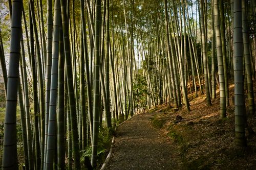 Free Explore the tranquil beauty of a bamboo forest pathway in Kyoto, Japan, capturing serenity and nature. Stock Photo