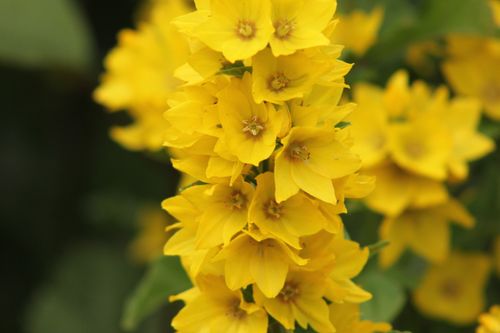 Free Close-up of vibrant yellow flowers in full bloom, capturing summer's essence. Stock Photo