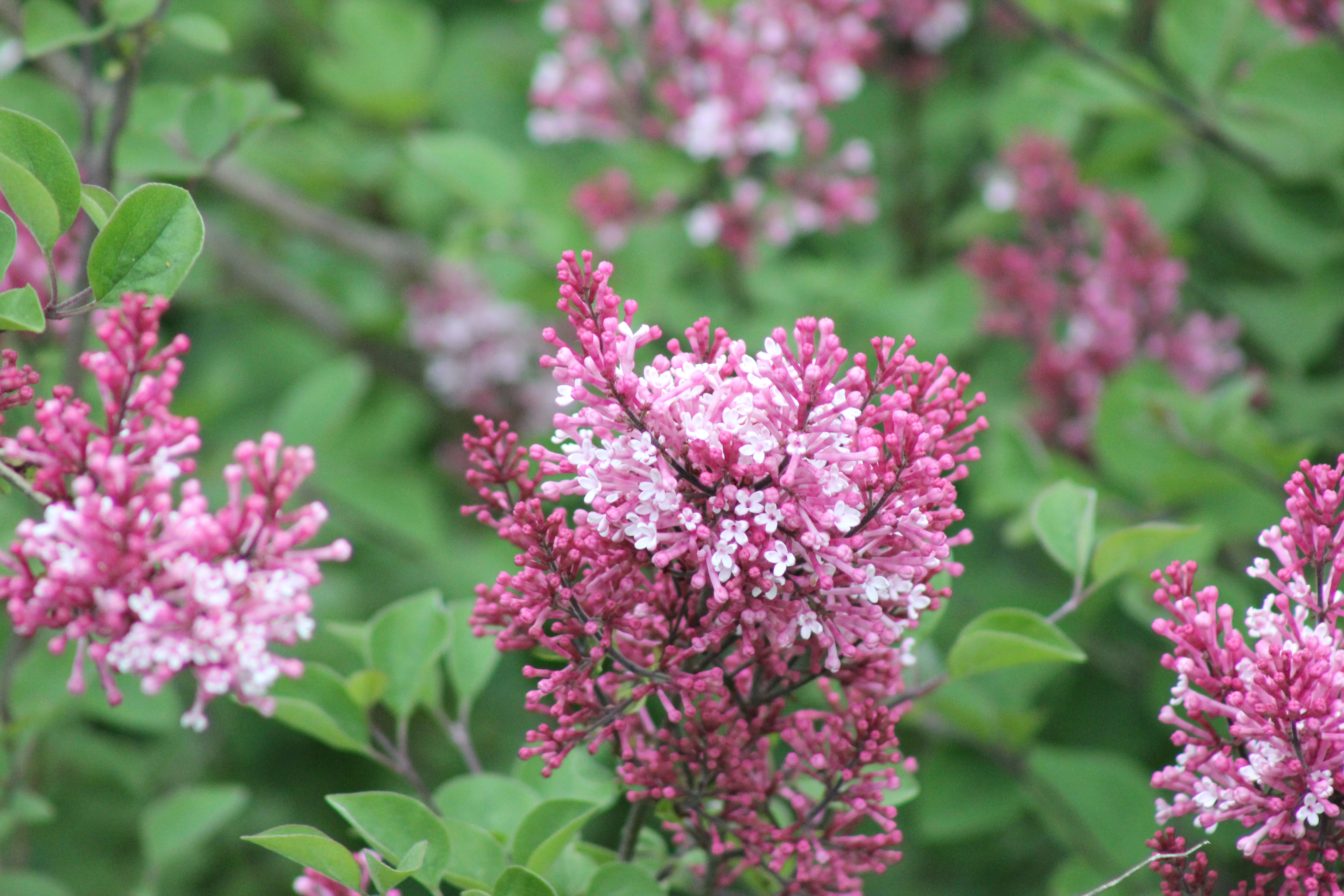 Vibrant Pink Lilac Flowers in Bloom · Free Stock Photo