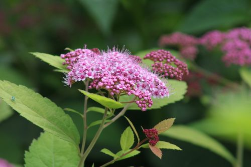 Free Close-up of a Spiraea flower in full bloom with vibrant pink blossoms. Stock Photo