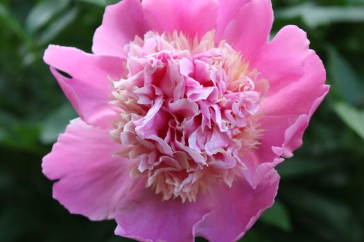 peony bouquet delivery New Zealand