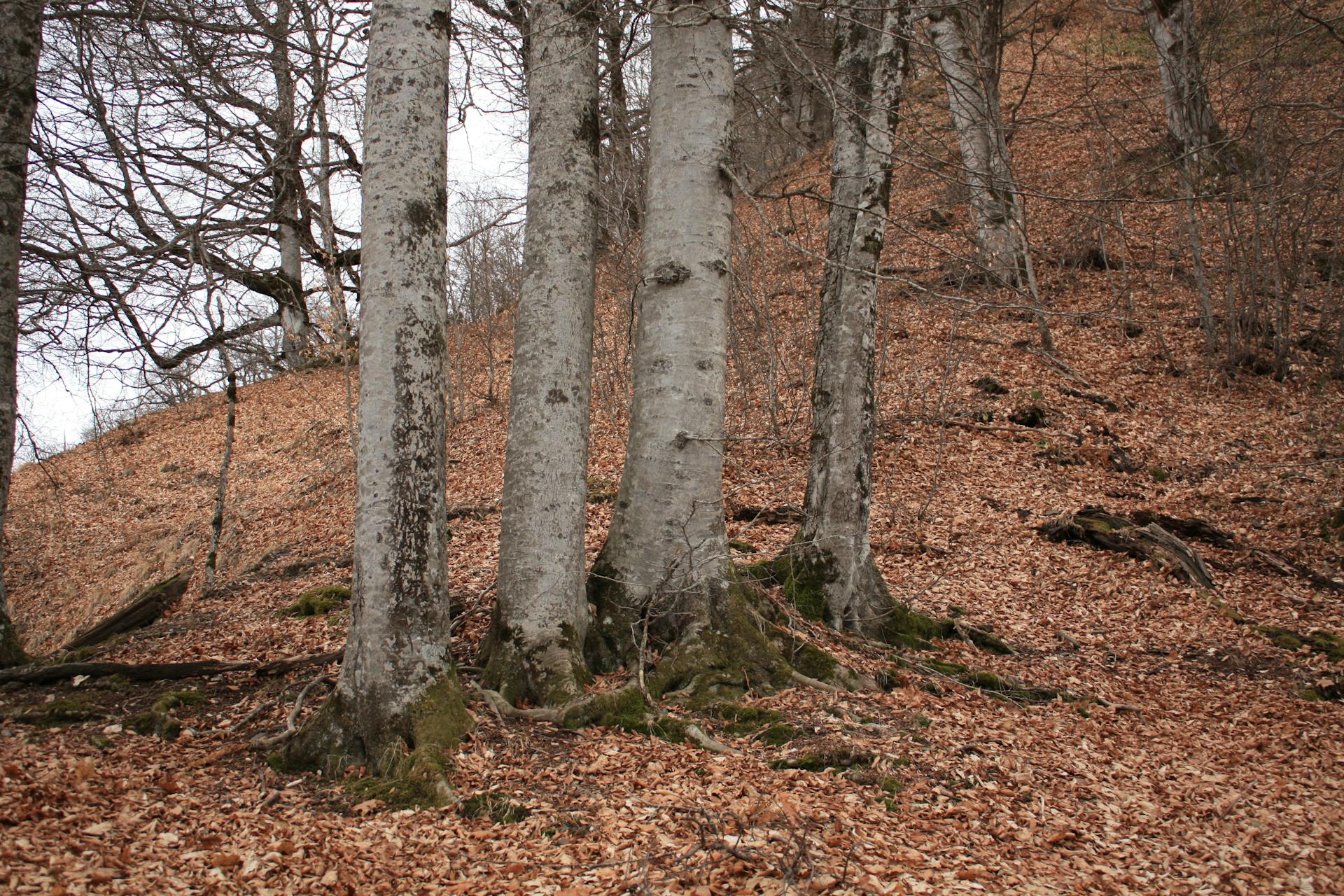 Tranquil forest scene in late autumn with bare trees and fallen leaves covering the ground.