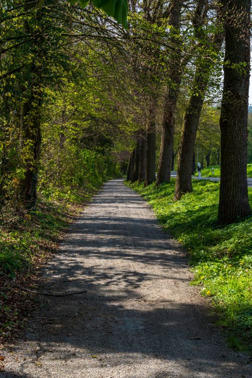 Free Peaceful tree-lined path in a lush green forest during spring. Ideal for nature and travel themes. Stock Photo