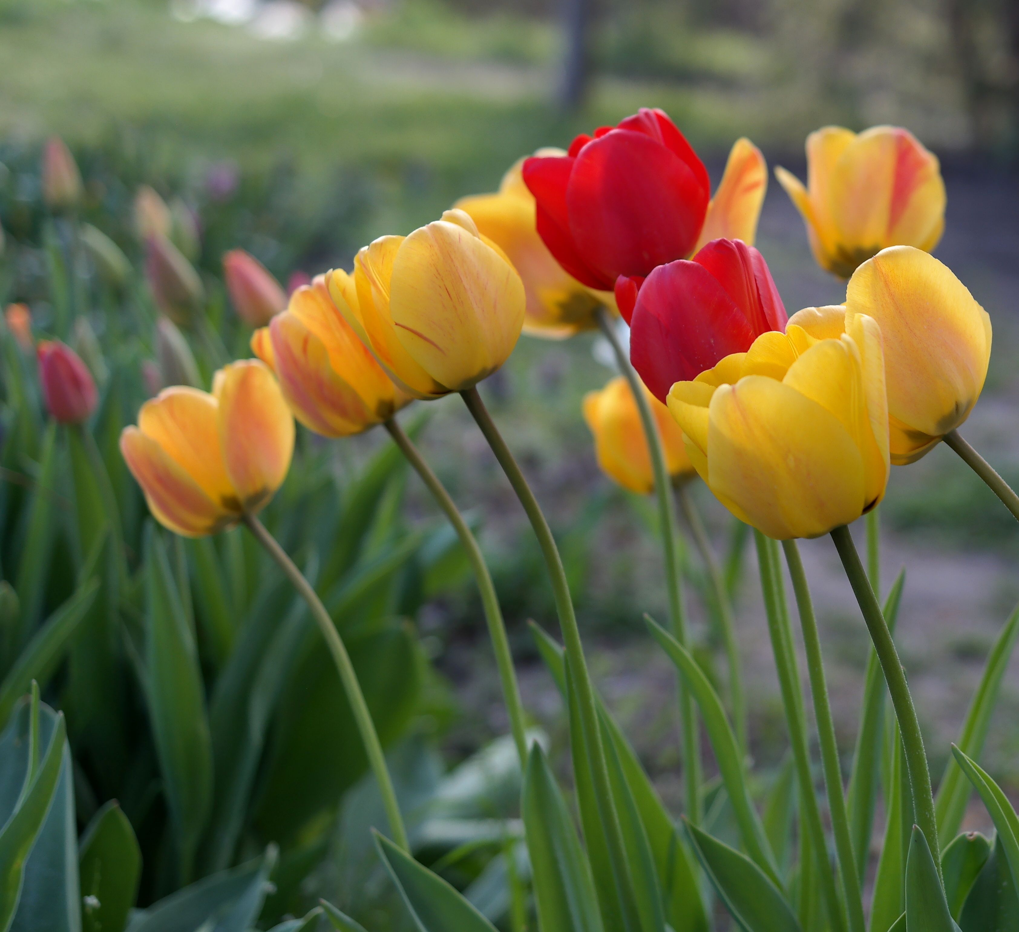 Vibrant Red and Yellow Tulips in Bloom · Free Stock Photo