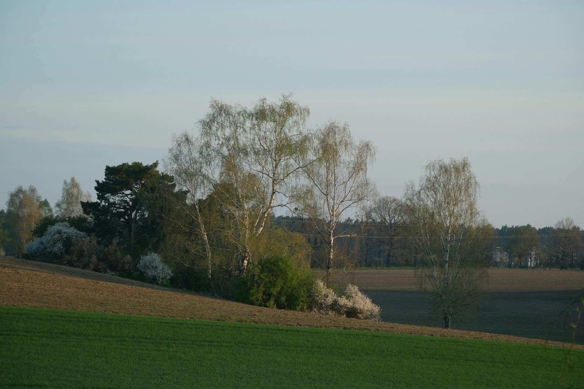 Tranquil spring scene featuring green fields and trees under a blue sky.