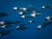 海洋中，一群鱼自由游动的景色十分迷人