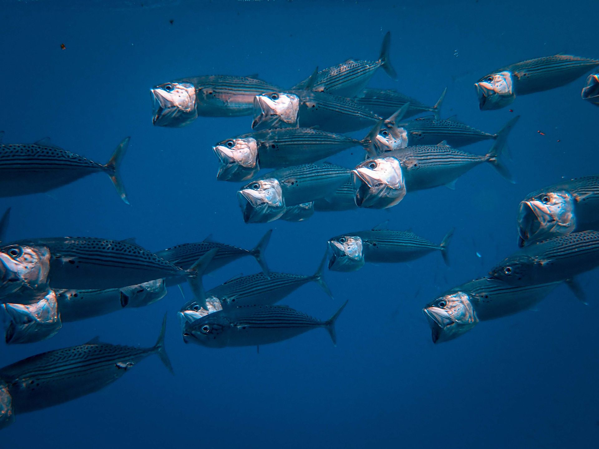 School of Fish in Water
