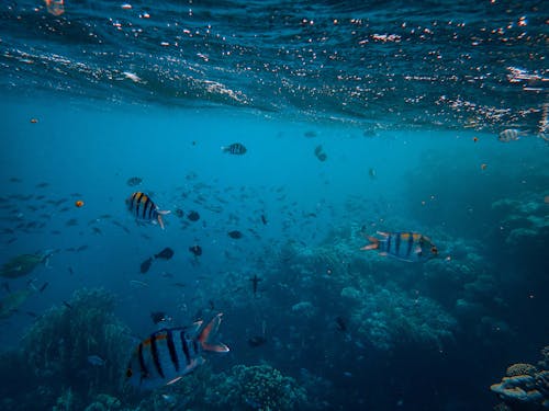 Ingyenes stockfotó hal, korall, mély témában
