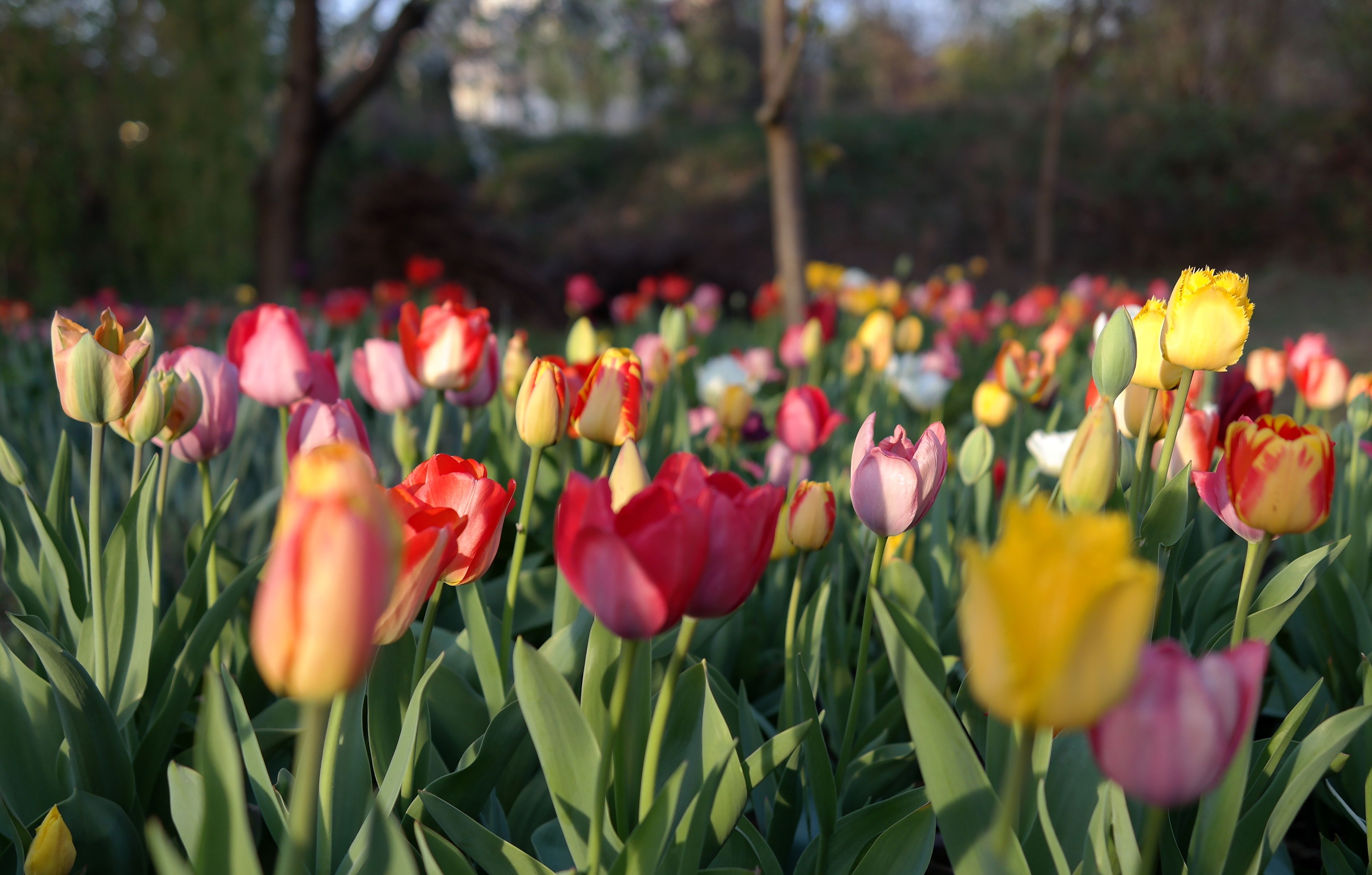 Vibrant Spring Tulip Field in Bloom · Free Stock Photo