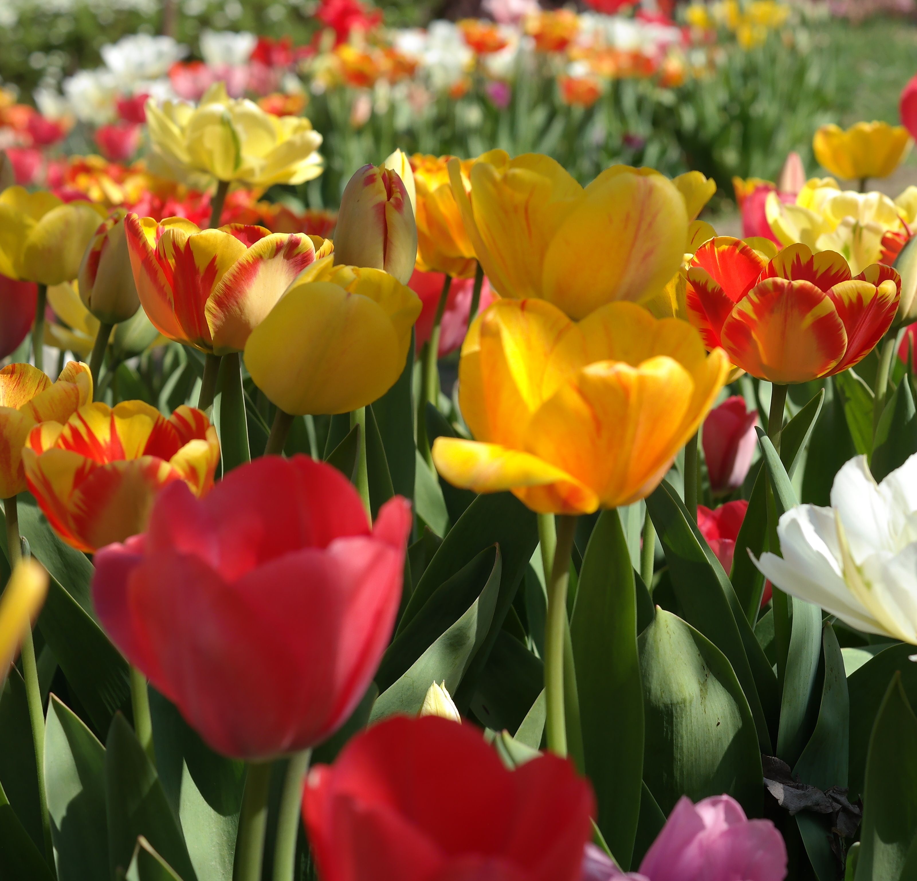 Gratis Campo di tulipani colorati in piena fioritura in primavera, con vivaci tonalità di rosso, giallo e bianco. Foto a disposizione
