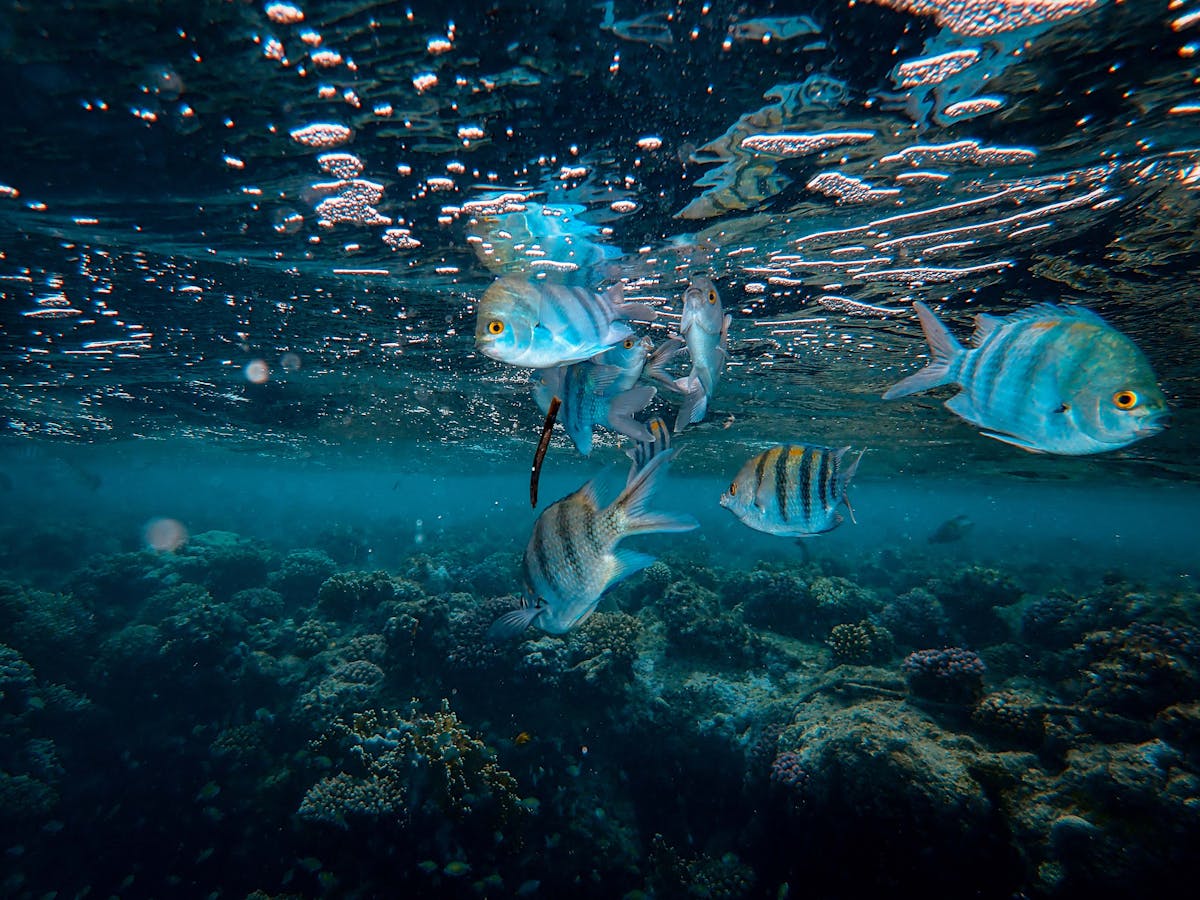 Underwater Scene