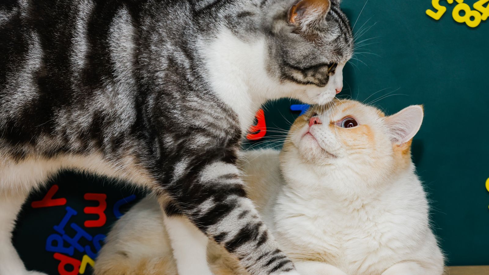 Two cats greeting each other nose to nose