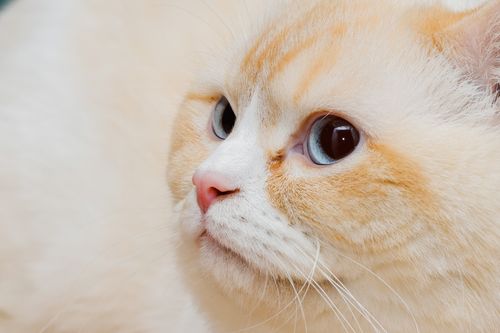 Free Detailed close-up of a fluffy cream and white cat with blue eyes, capturing its serene expression. Stock Photo
